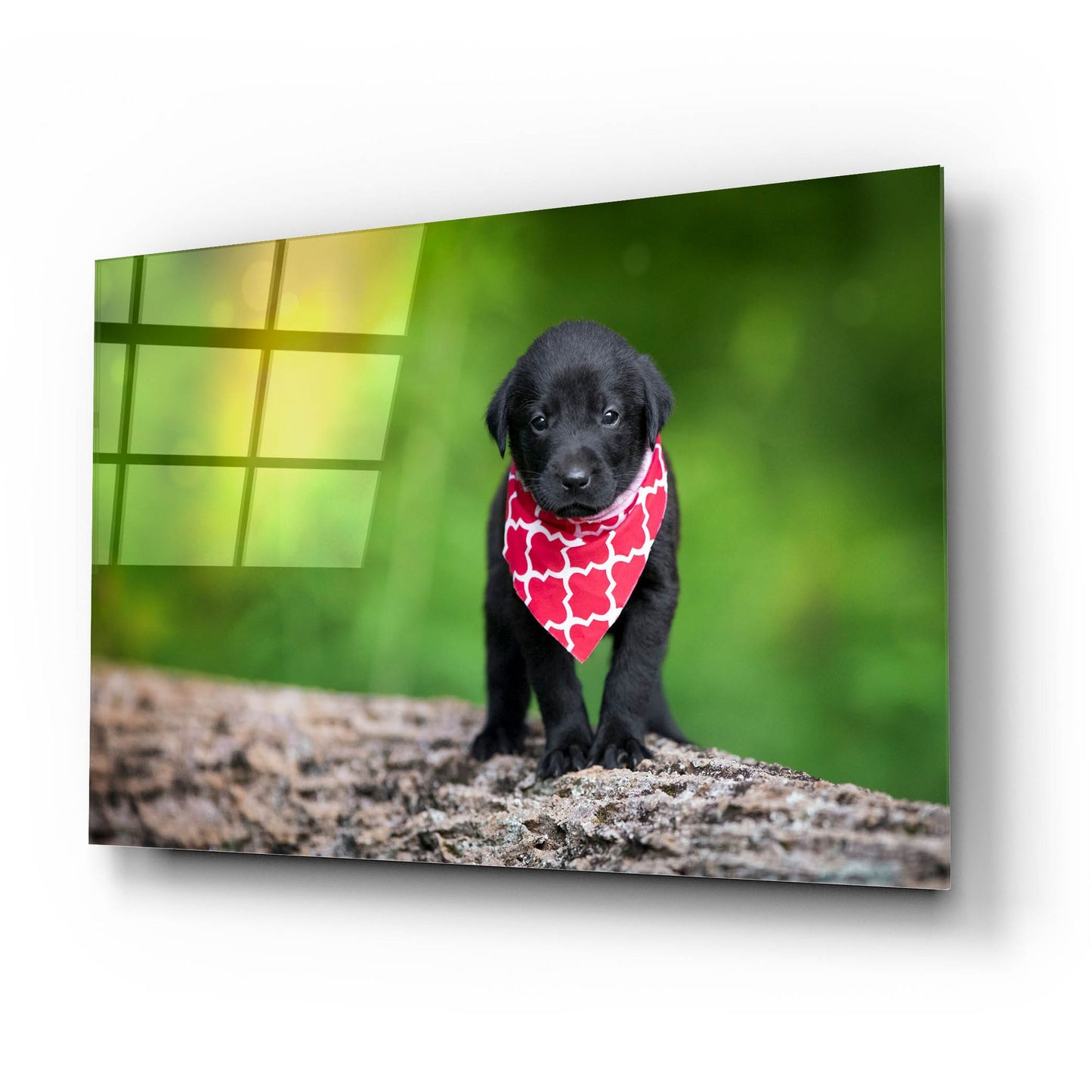 Epic Art 'Black Lab Pup 4' by Jonathan Ross, Acrylic Glass Wall Art,24x16