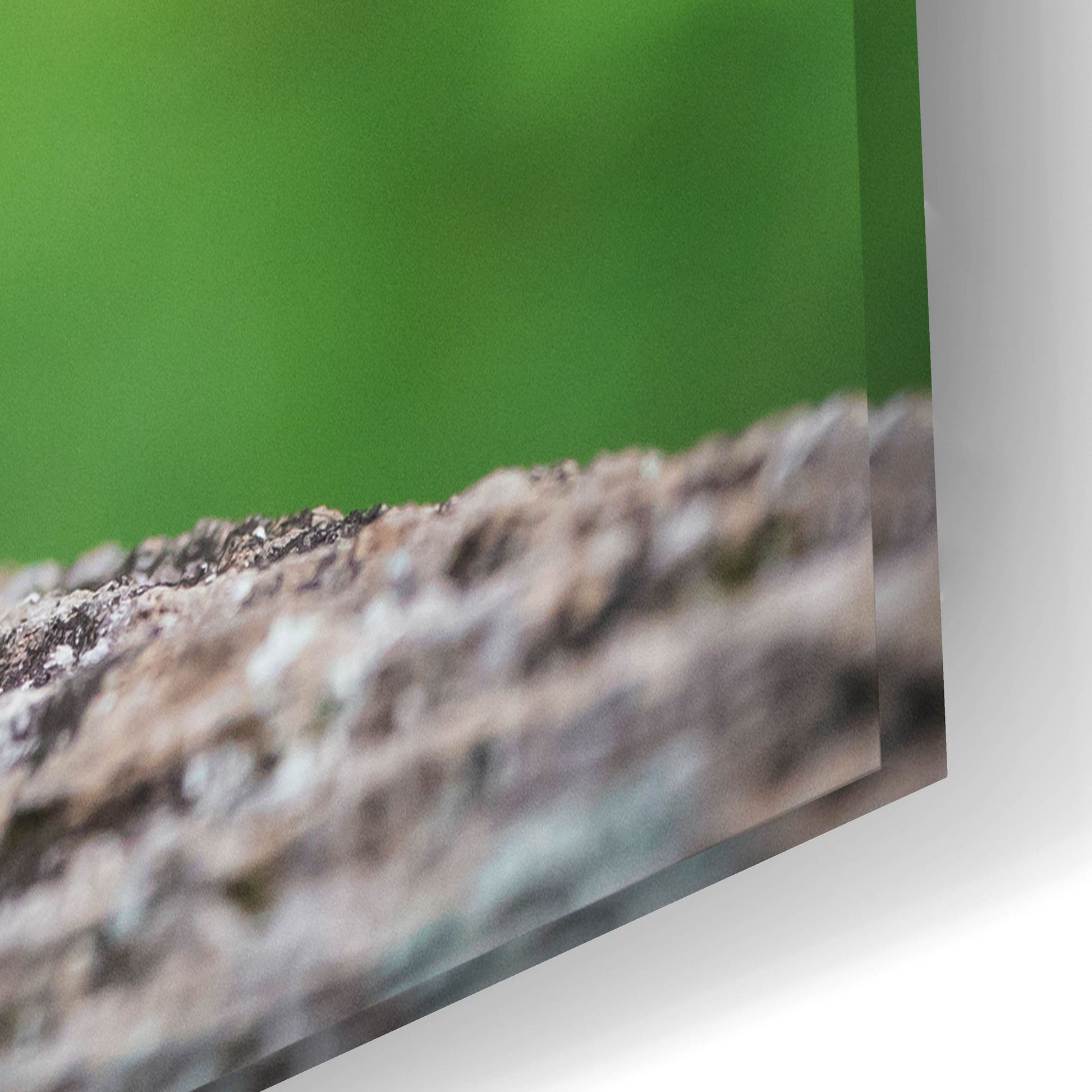 Epic Art 'Black Lab Pup 4' by Jonathan Ross, Acrylic Glass Wall Art,24x16