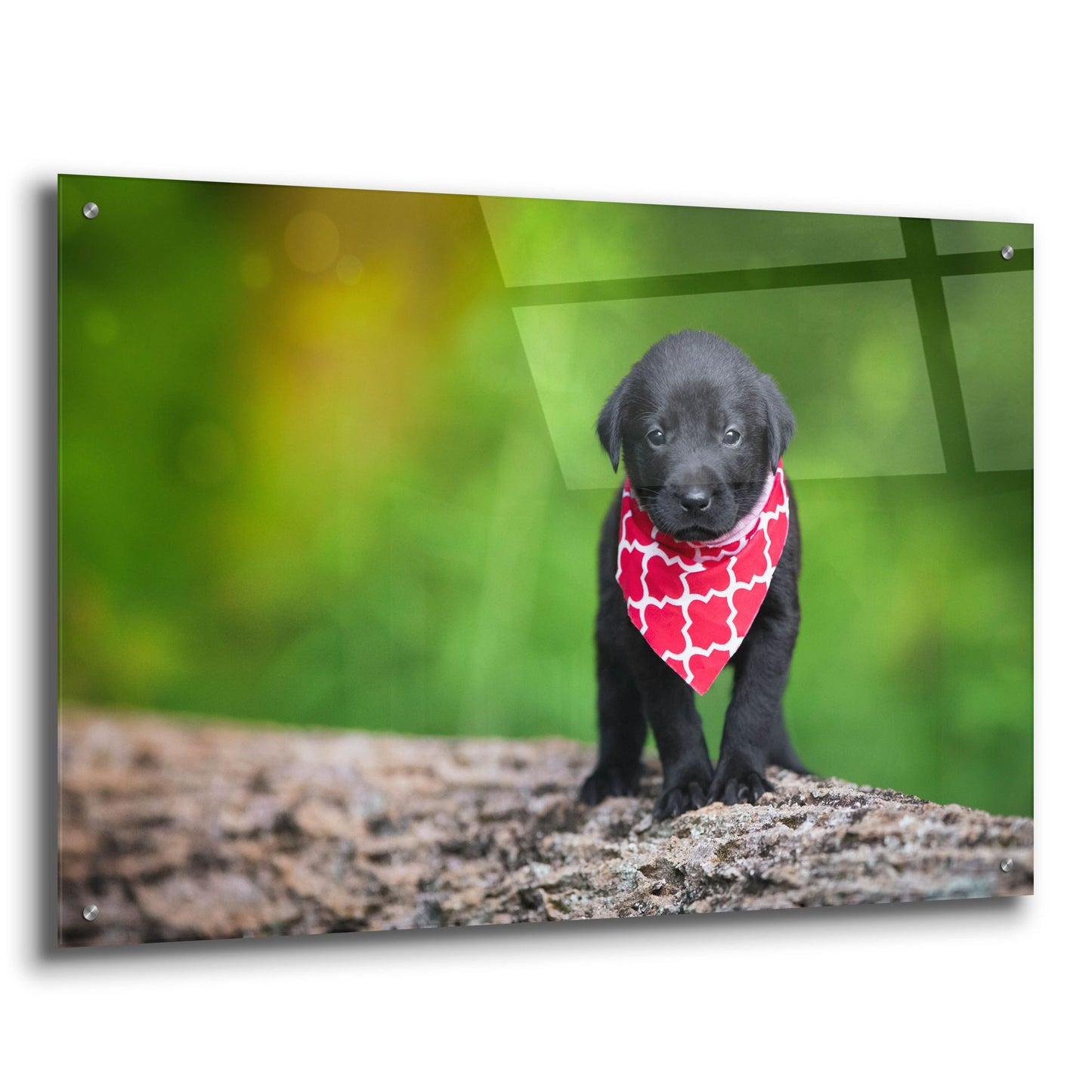 Epic Art 'Black Lab Pup 4' by Jonathan Ross, Acrylic Glass Wall Art,36x24