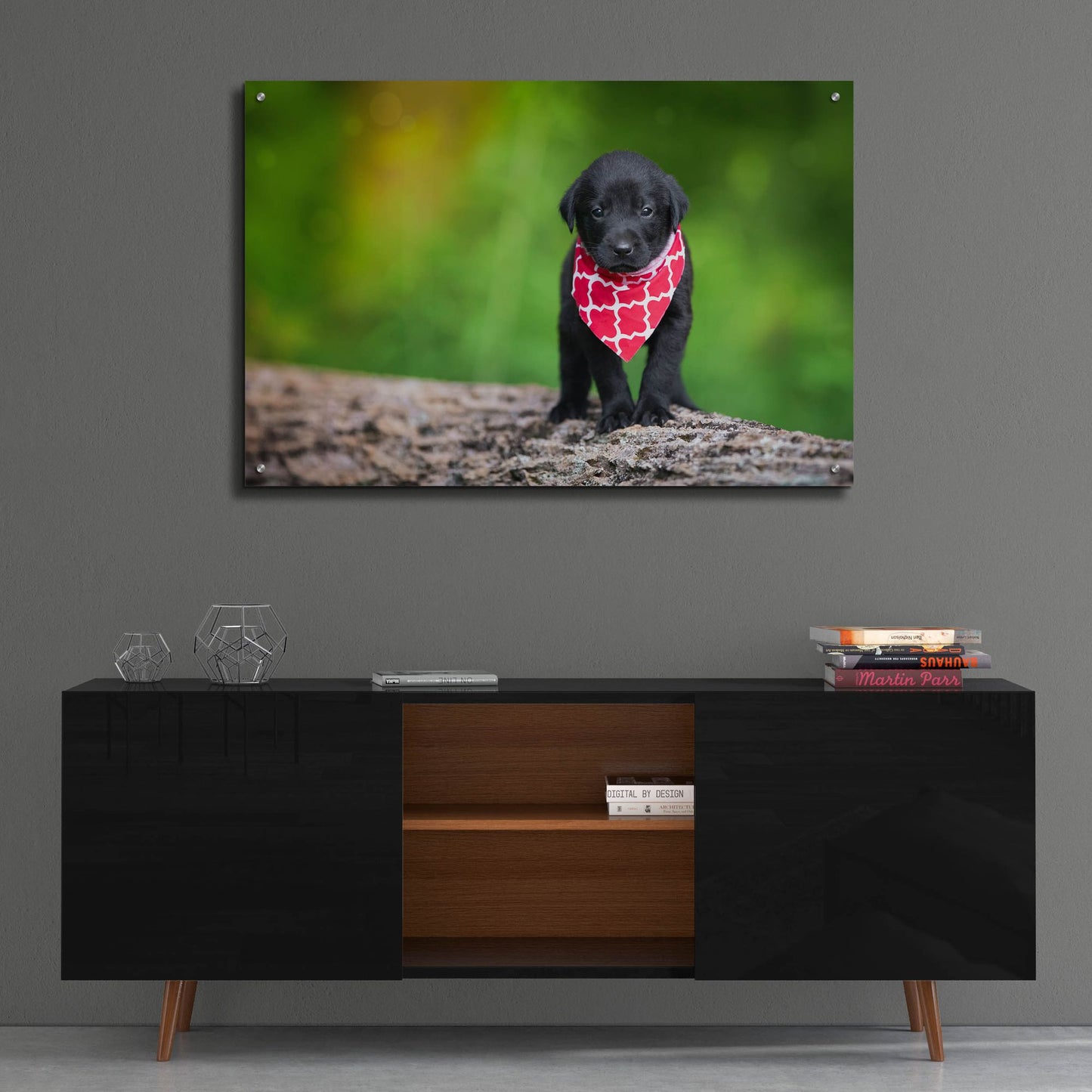Epic Art 'Black Lab Pup 4' by Jonathan Ross, Acrylic Glass Wall Art,36x24