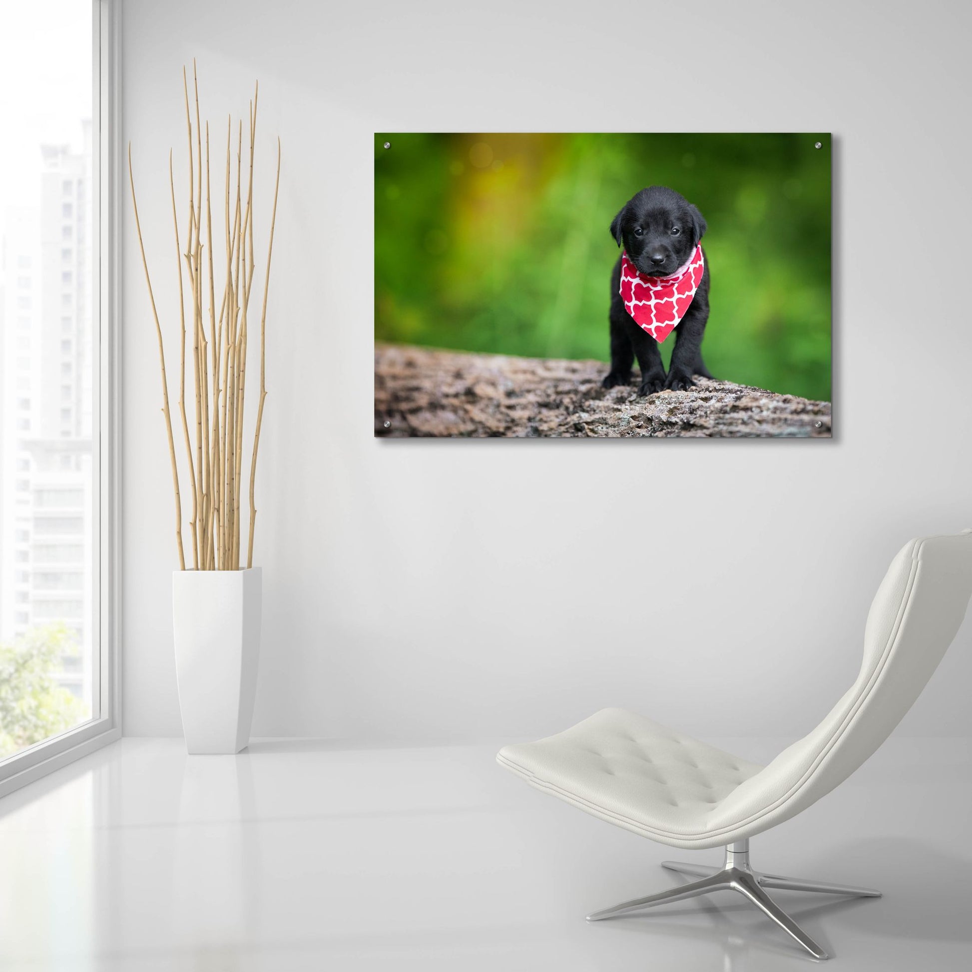 Epic Art 'Black Lab Pup 4' by Jonathan Ross, Acrylic Glass Wall Art,36x24