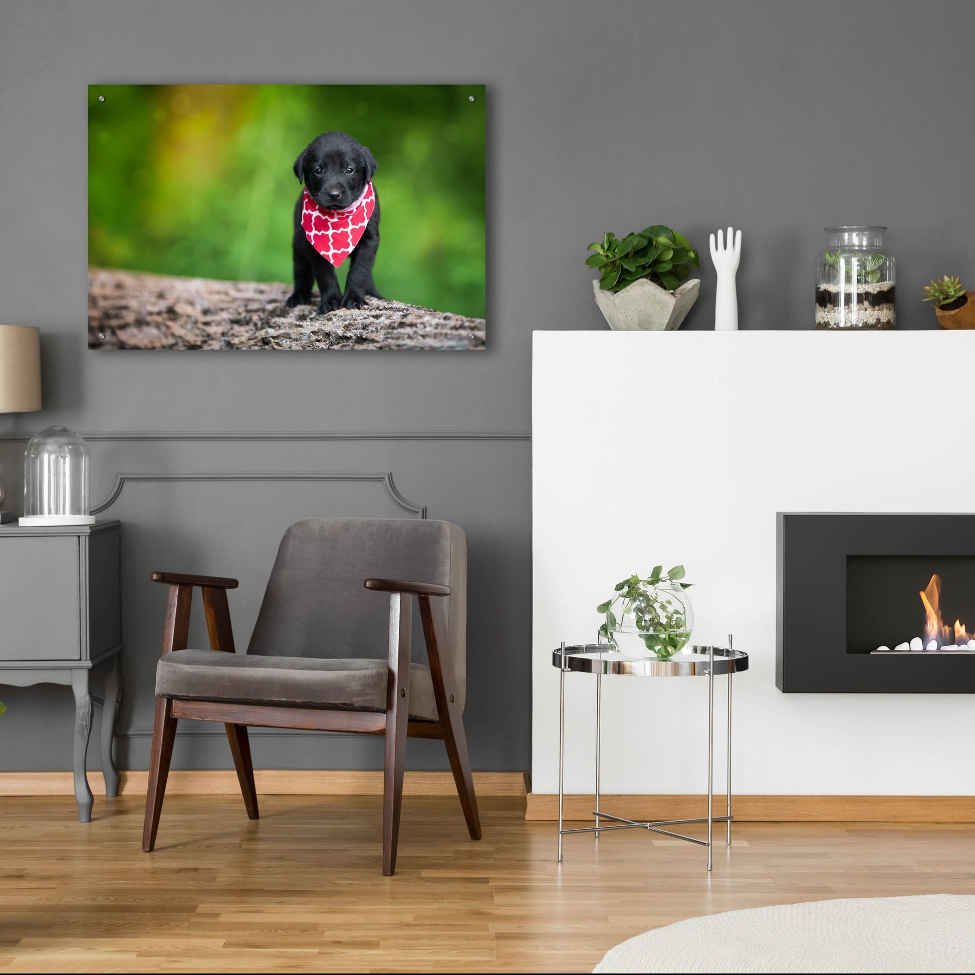 Epic Art 'Black Lab Pup 4' by Jonathan Ross, Acrylic Glass Wall Art,36x24