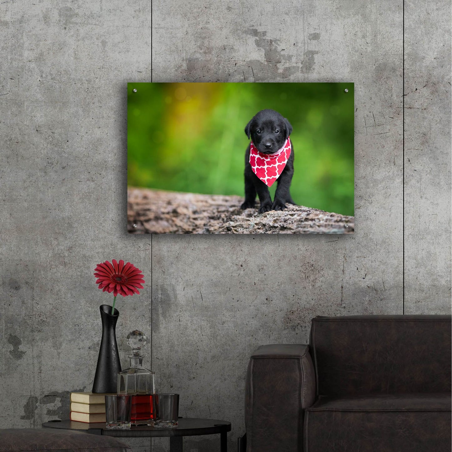 Epic Art 'Black Lab Pup 4' by Jonathan Ross, Acrylic Glass Wall Art,36x24