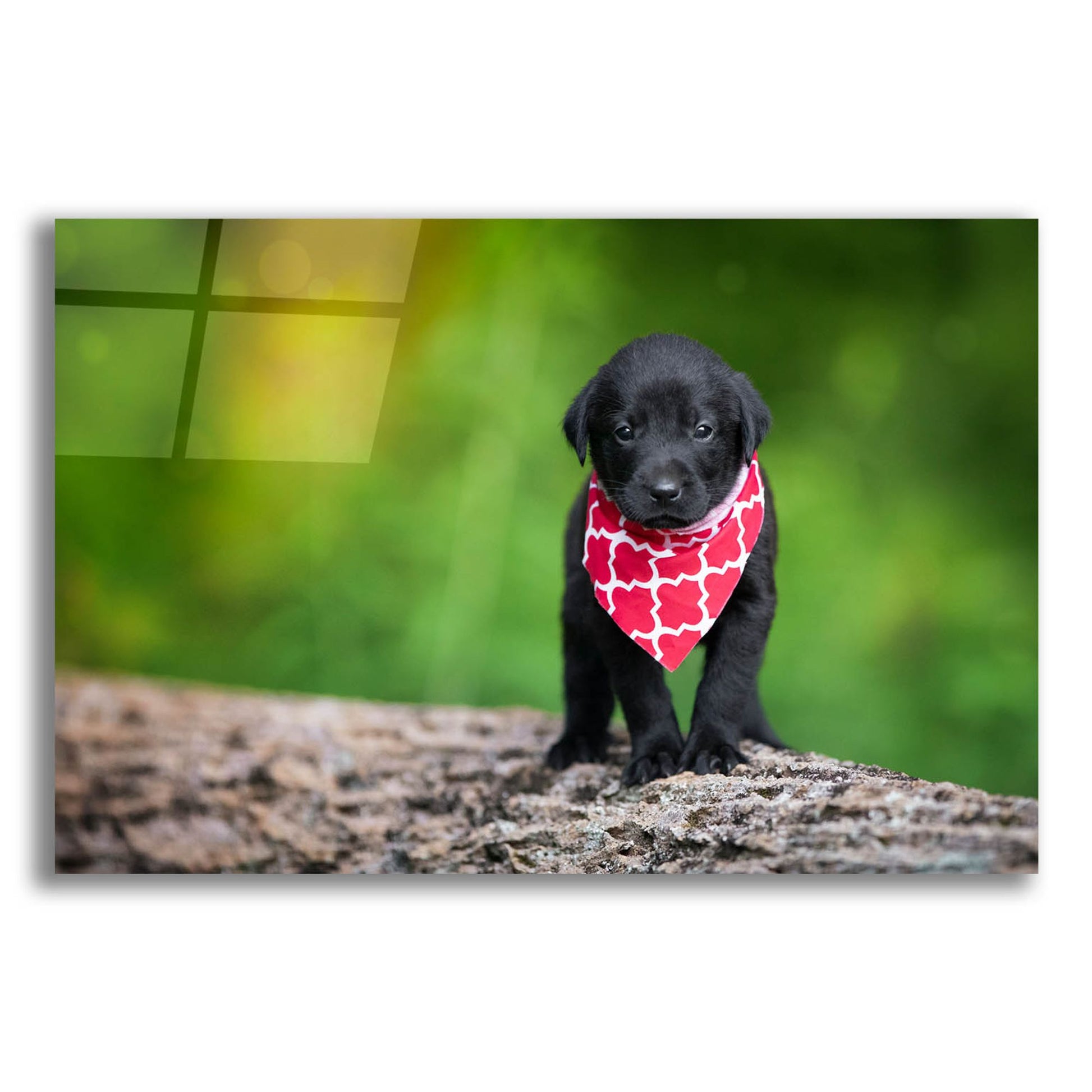 Epic Art 'Black Lab Pup 4' by Jonathan Ross, Acrylic Glass Wall Art