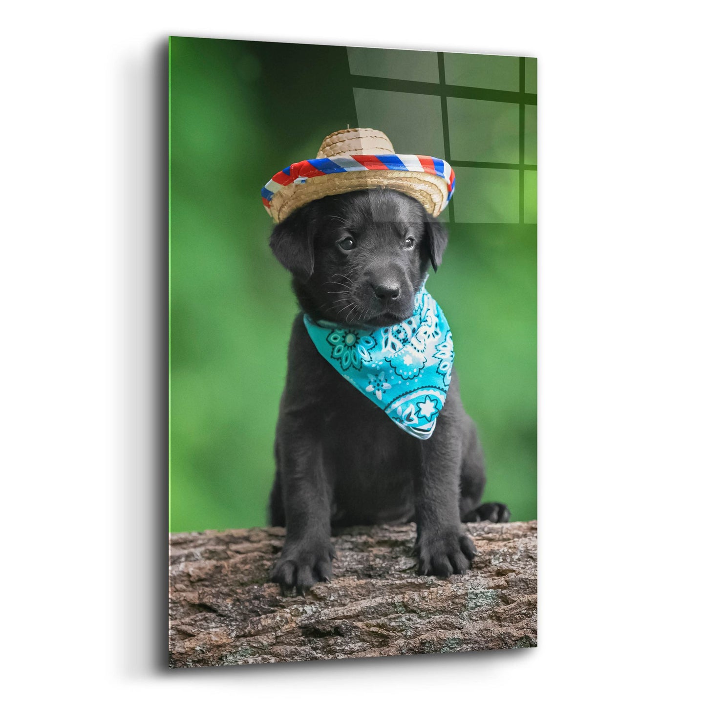 Epic Art 'Black Lab Pup 6' by Jonathan Ross, Acrylic Glass Wall Art,12x16