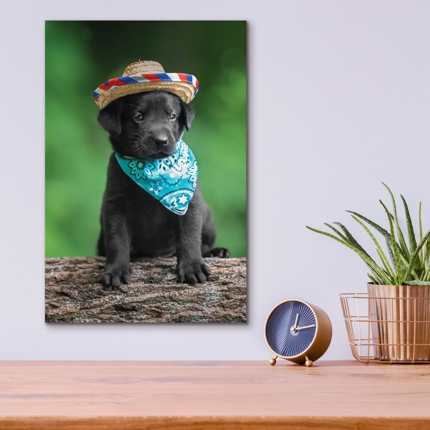 Epic Art 'Black Lab Pup 6' by Jonathan Ross, Acrylic Glass Wall Art,12x16