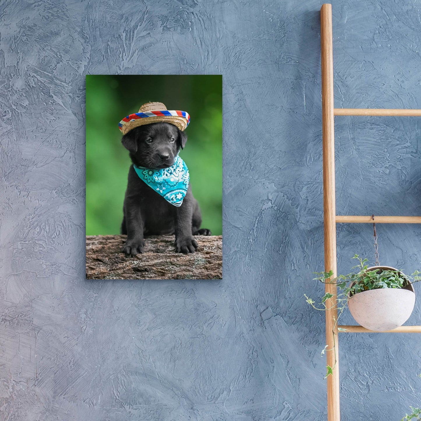 Epic Art 'Black Lab Pup 6' by Jonathan Ross, Acrylic Glass Wall Art,16x24