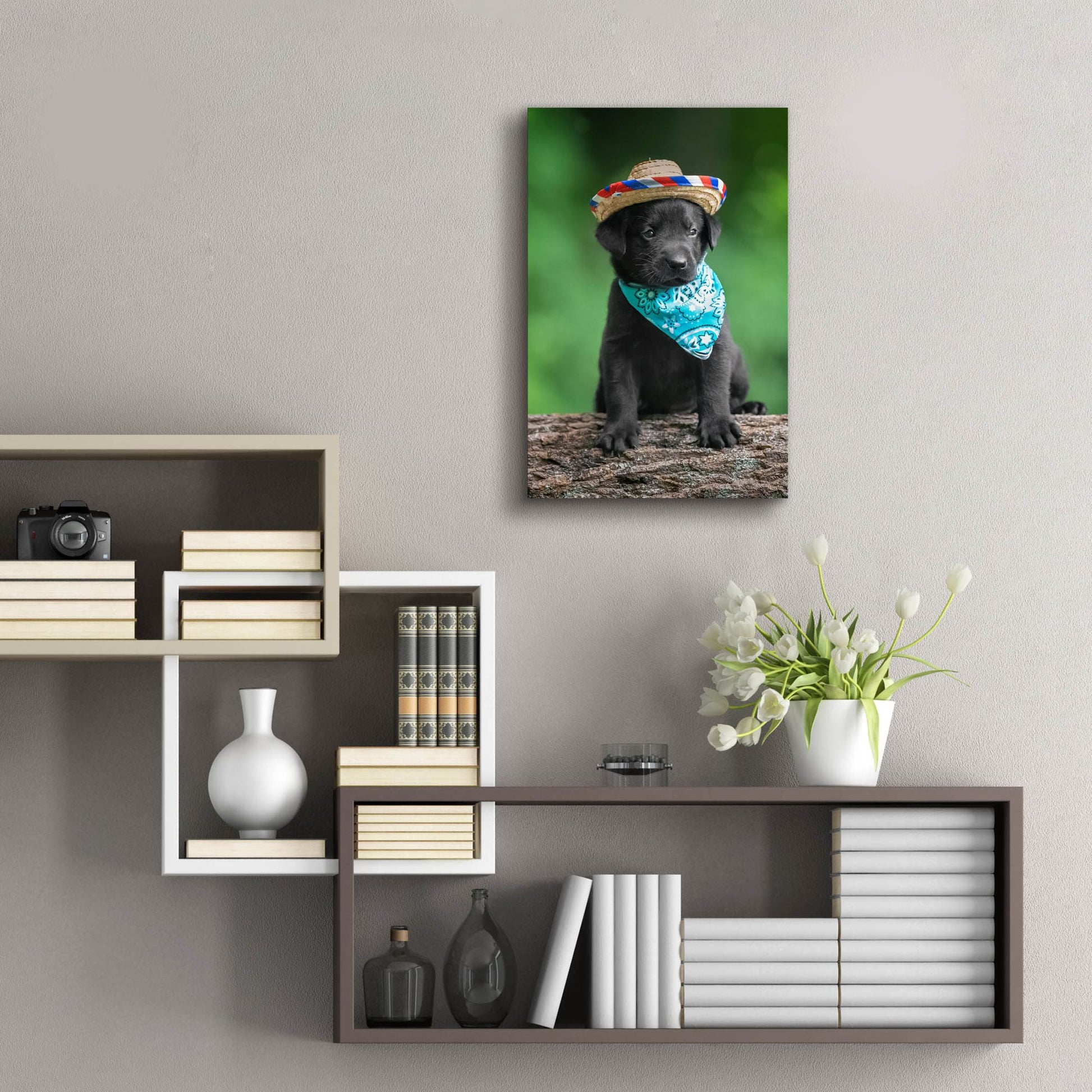 Epic Art 'Black Lab Pup 6' by Jonathan Ross, Acrylic Glass Wall Art,16x24