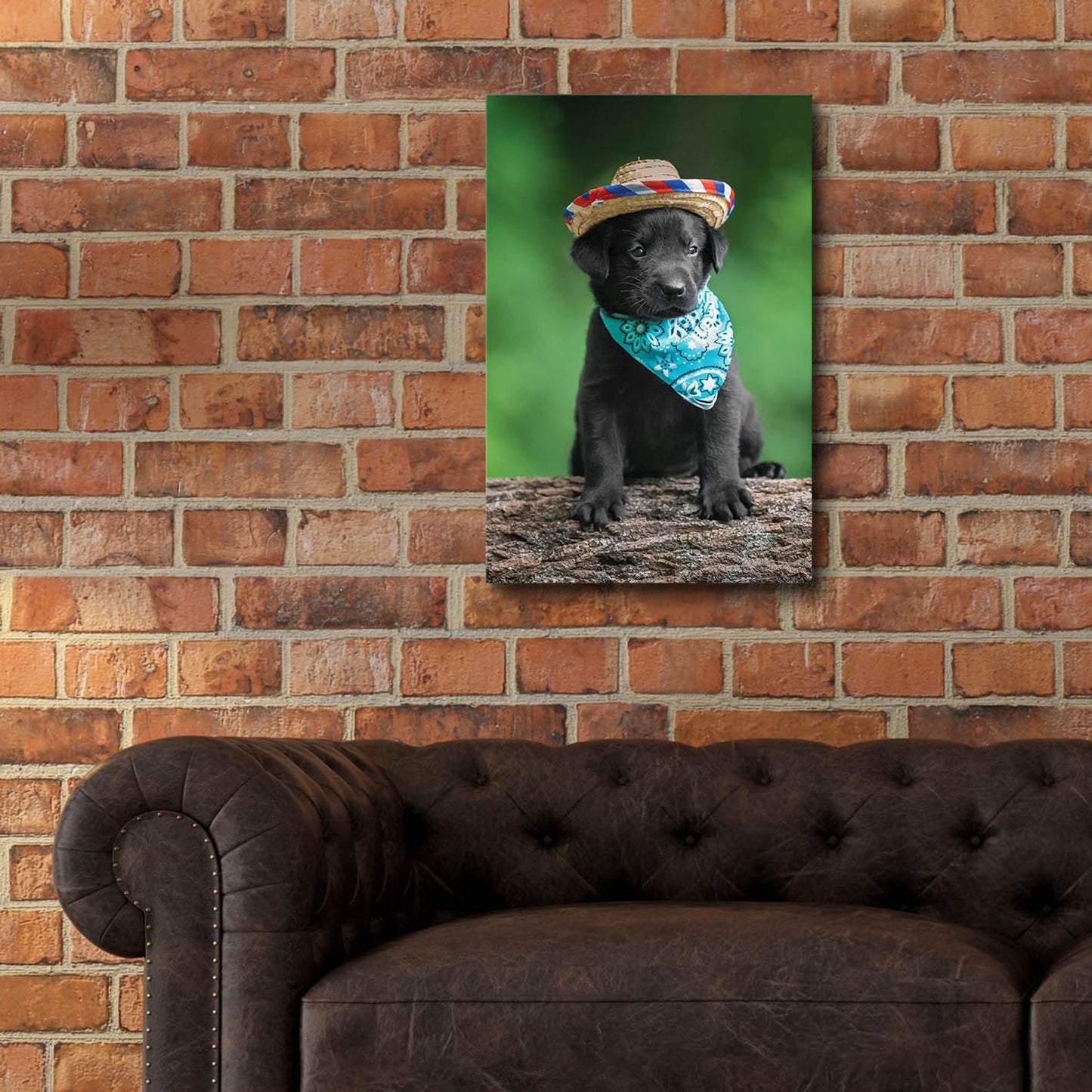 Epic Art 'Black Lab Pup 6' by Jonathan Ross, Acrylic Glass Wall Art,16x24