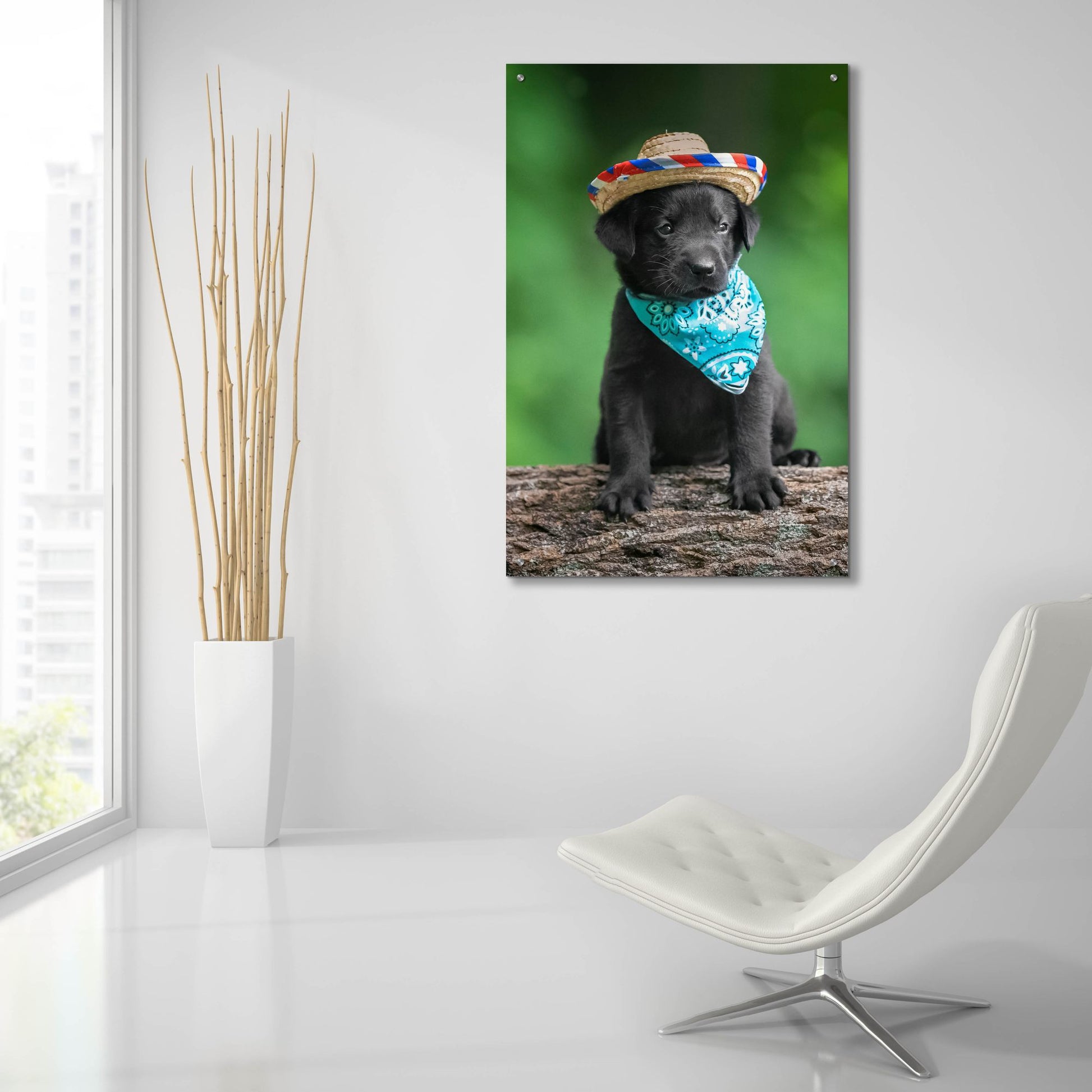 Epic Art 'Black Lab Pup 6' by Jonathan Ross, Acrylic Glass Wall Art,24x36