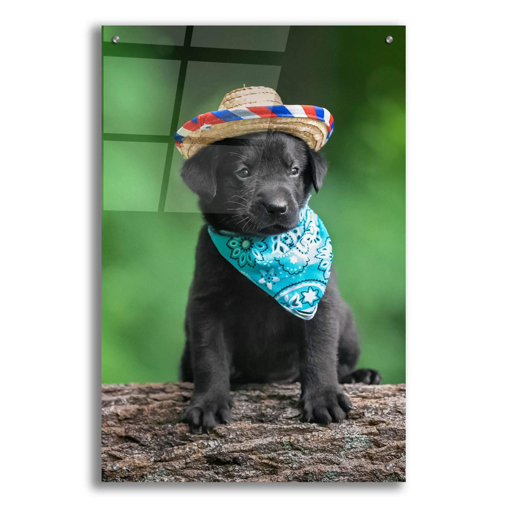 Epic Art 'Black Lab Pup 6' by Jonathan Ross, Acrylic Glass Wall Art,24x36