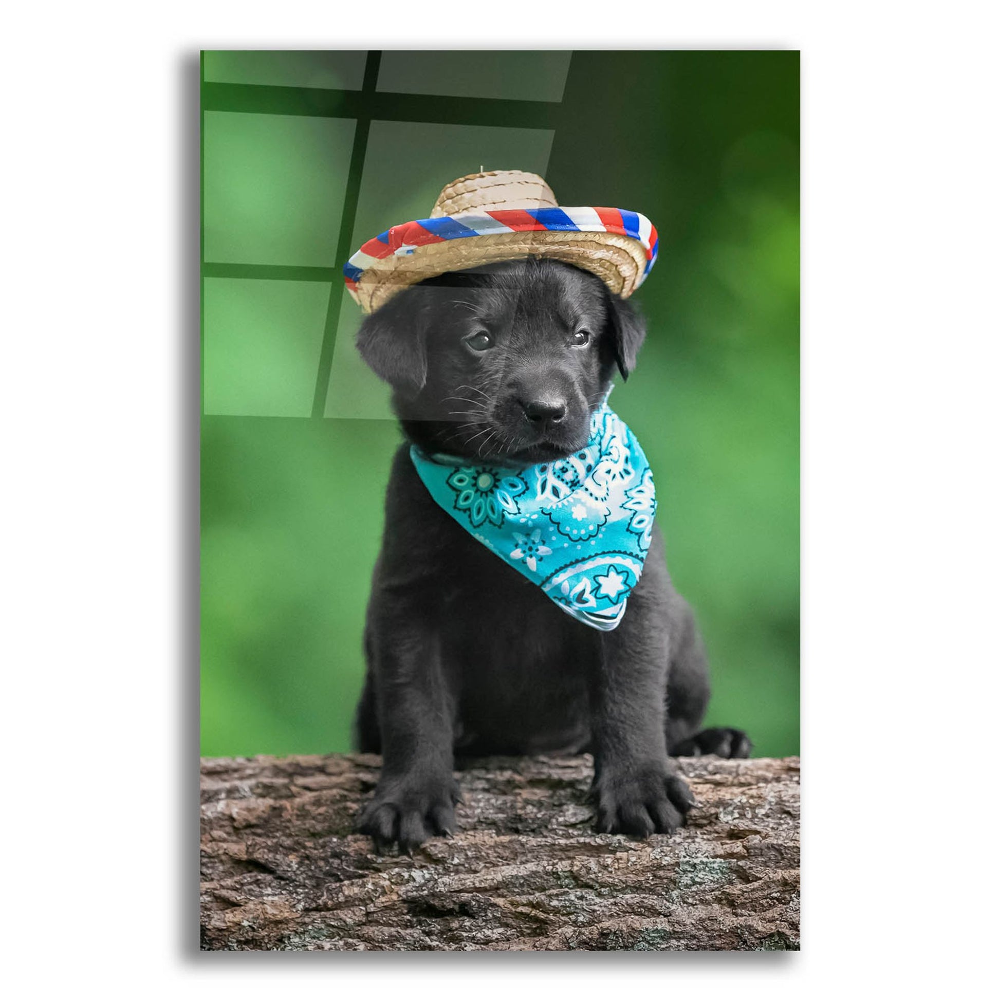 Epic Art 'Black Lab Pup 6' by Jonathan Ross, Acrylic Glass Wall Art