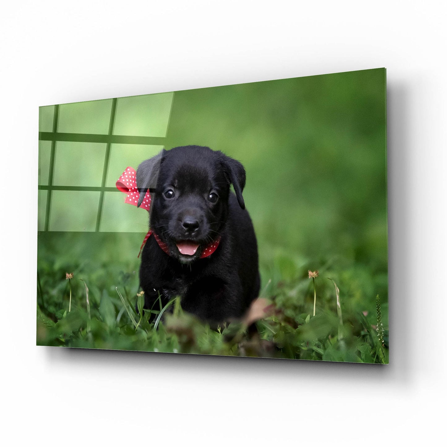 Epic Art 'Black Lab Pup 10' by Jonathan Ross, Acrylic Glass Wall Art,16x12