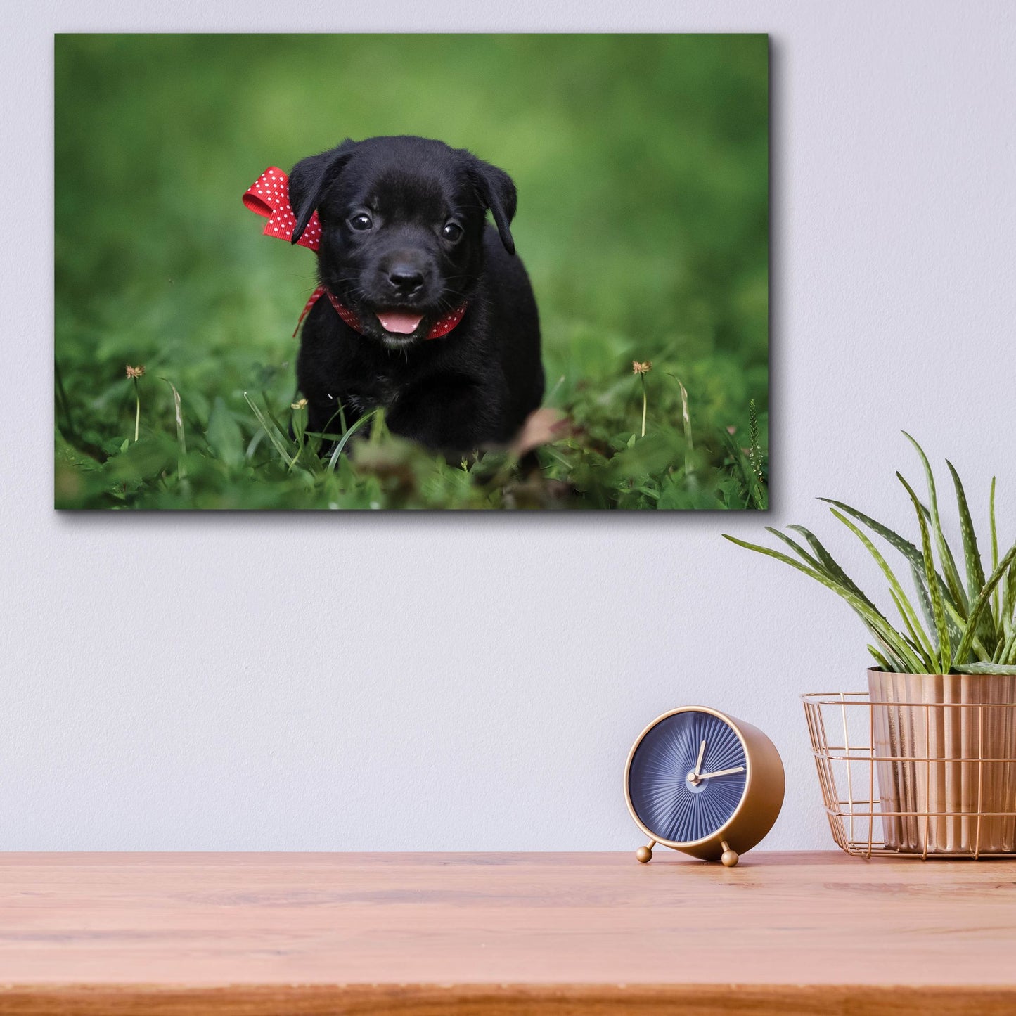 Epic Art 'Black Lab Pup 10' by Jonathan Ross, Acrylic Glass Wall Art,16x12