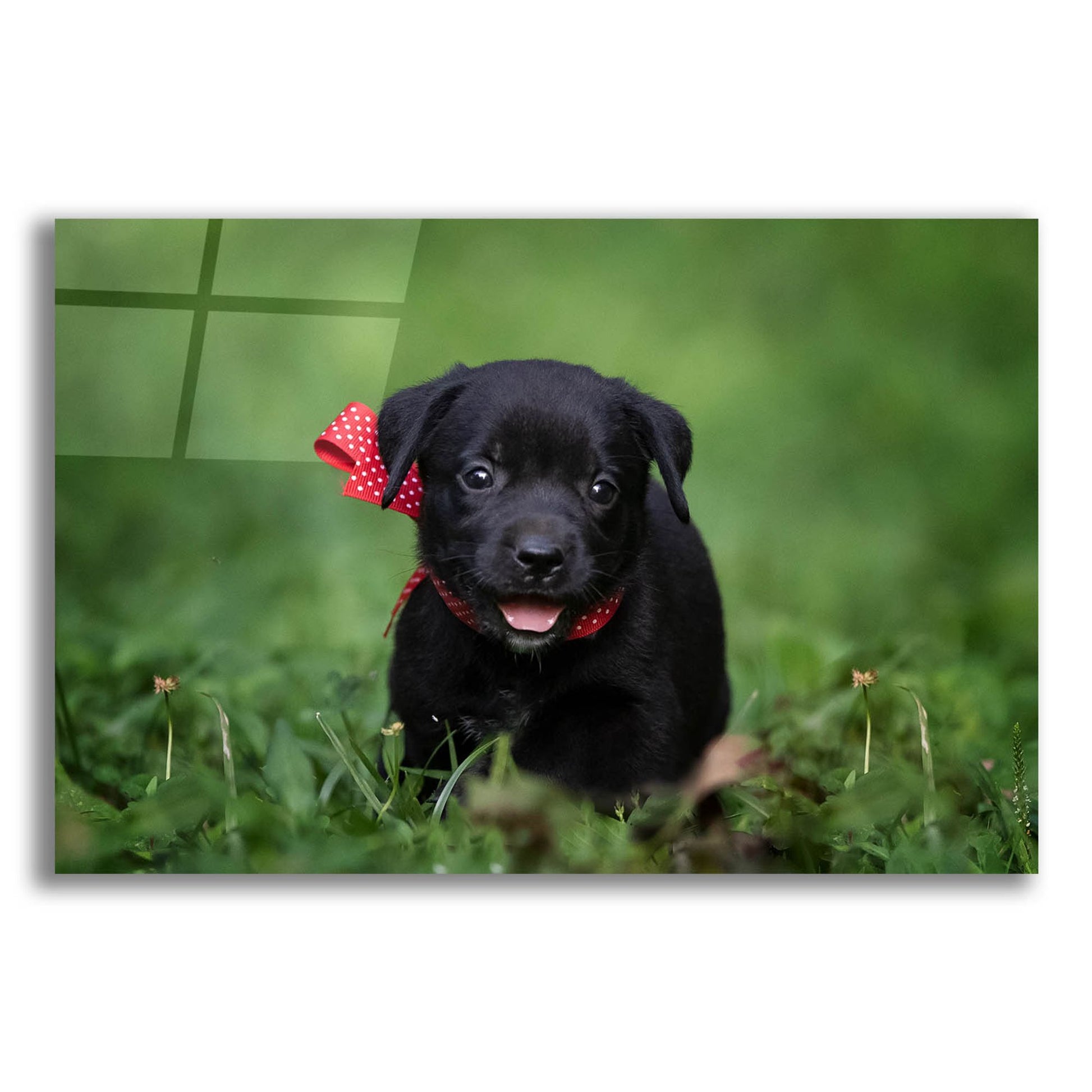 Epic Art 'Black Lab Pup 10' by Jonathan Ross, Acrylic Glass Wall Art,16x12