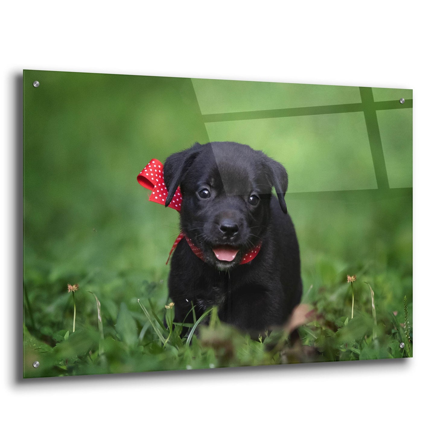 Epic Art 'Black Lab Pup 10' by Jonathan Ross, Acrylic Glass Wall Art,36x24