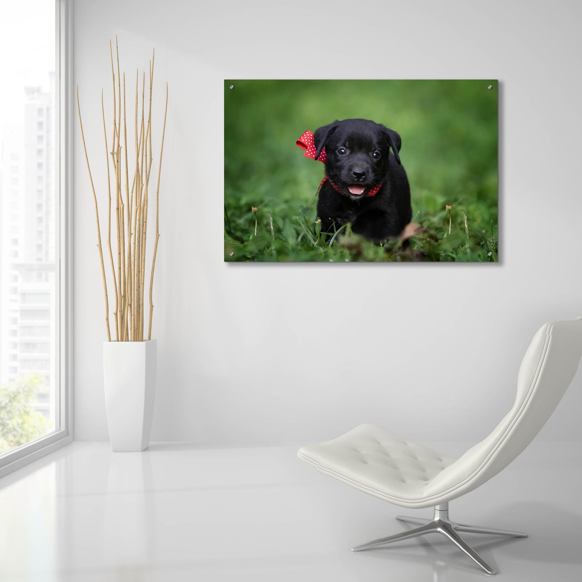 Epic Art 'Black Lab Pup 10' by Jonathan Ross, Acrylic Glass Wall Art,36x24