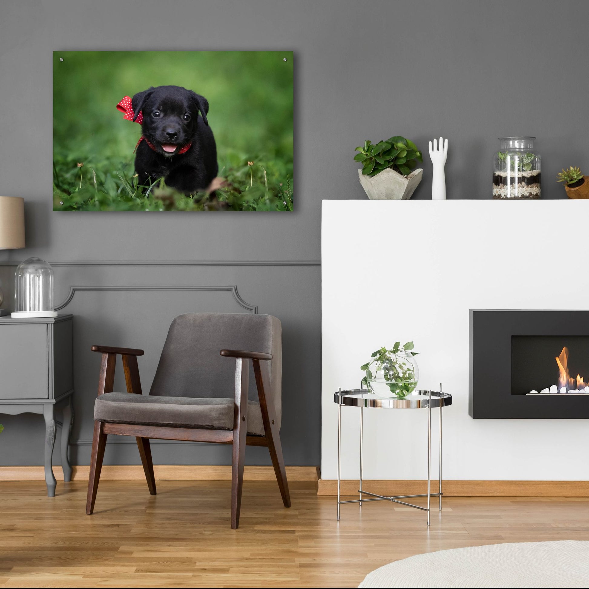 Epic Art 'Black Lab Pup 10' by Jonathan Ross, Acrylic Glass Wall Art,36x24