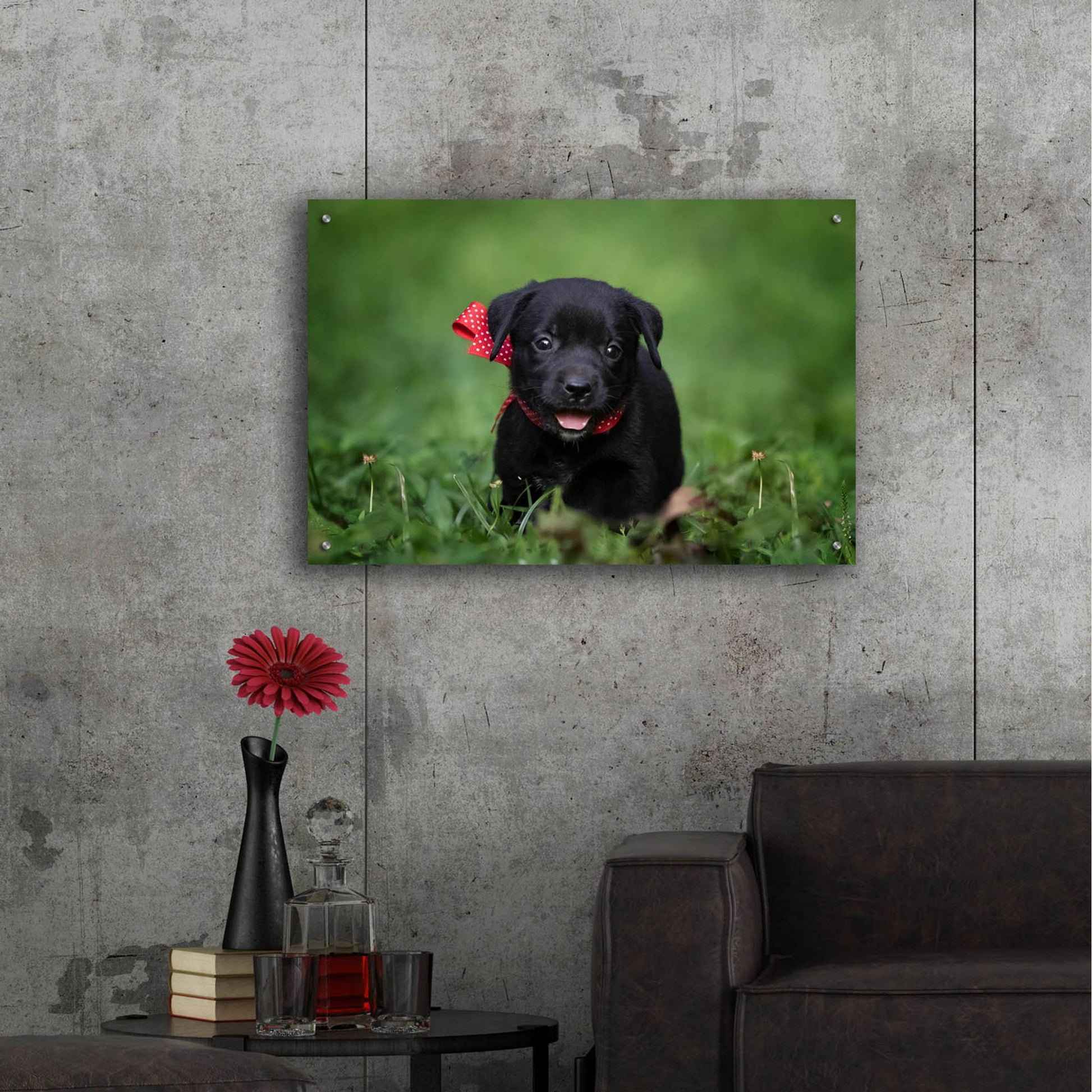 Epic Art 'Black Lab Pup 10' by Jonathan Ross, Acrylic Glass Wall Art,36x24