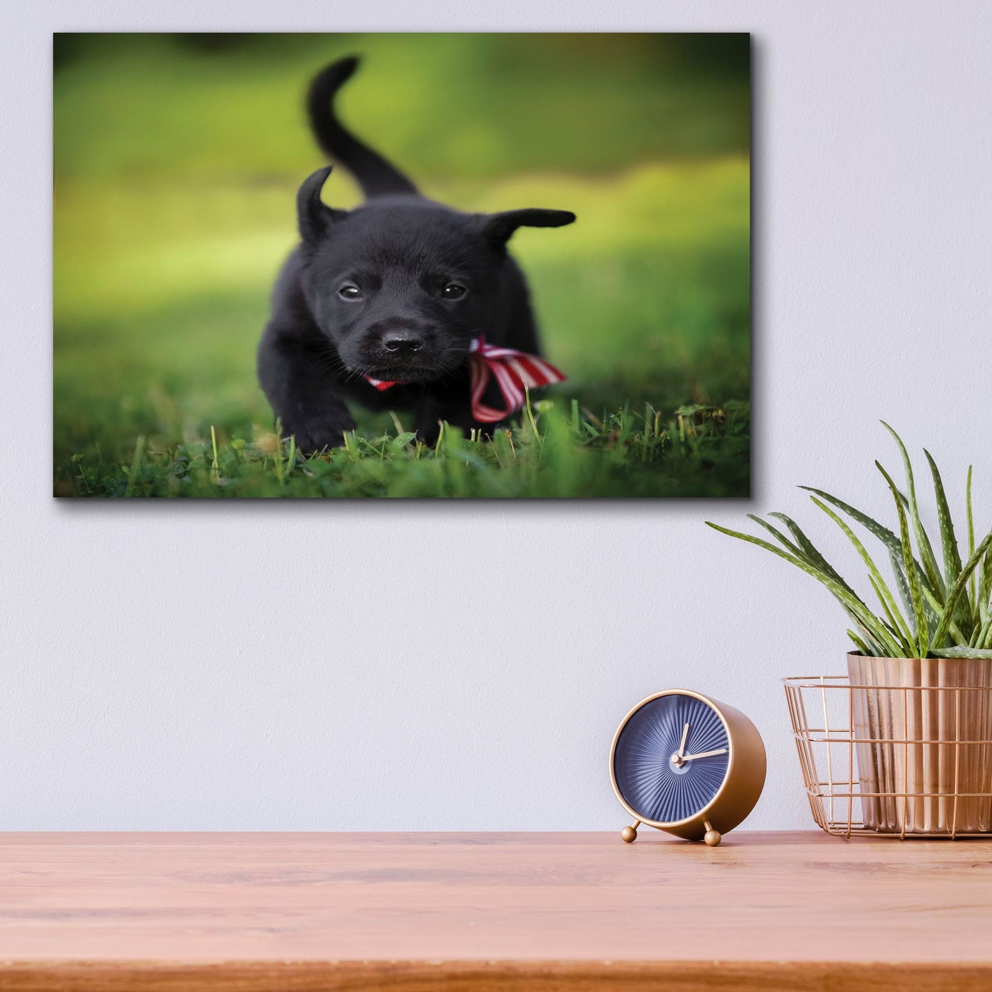 Epic Art 'Black Lab Pup 11' by Jonathan Ross, Acrylic Glass Wall Art,16x12