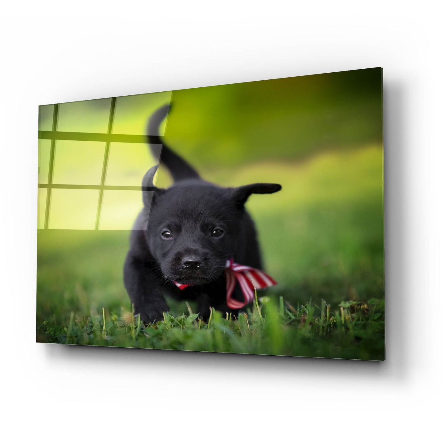 Epic Art 'Black Lab Pup 11' by Jonathan Ross, Acrylic Glass Wall Art,24x16