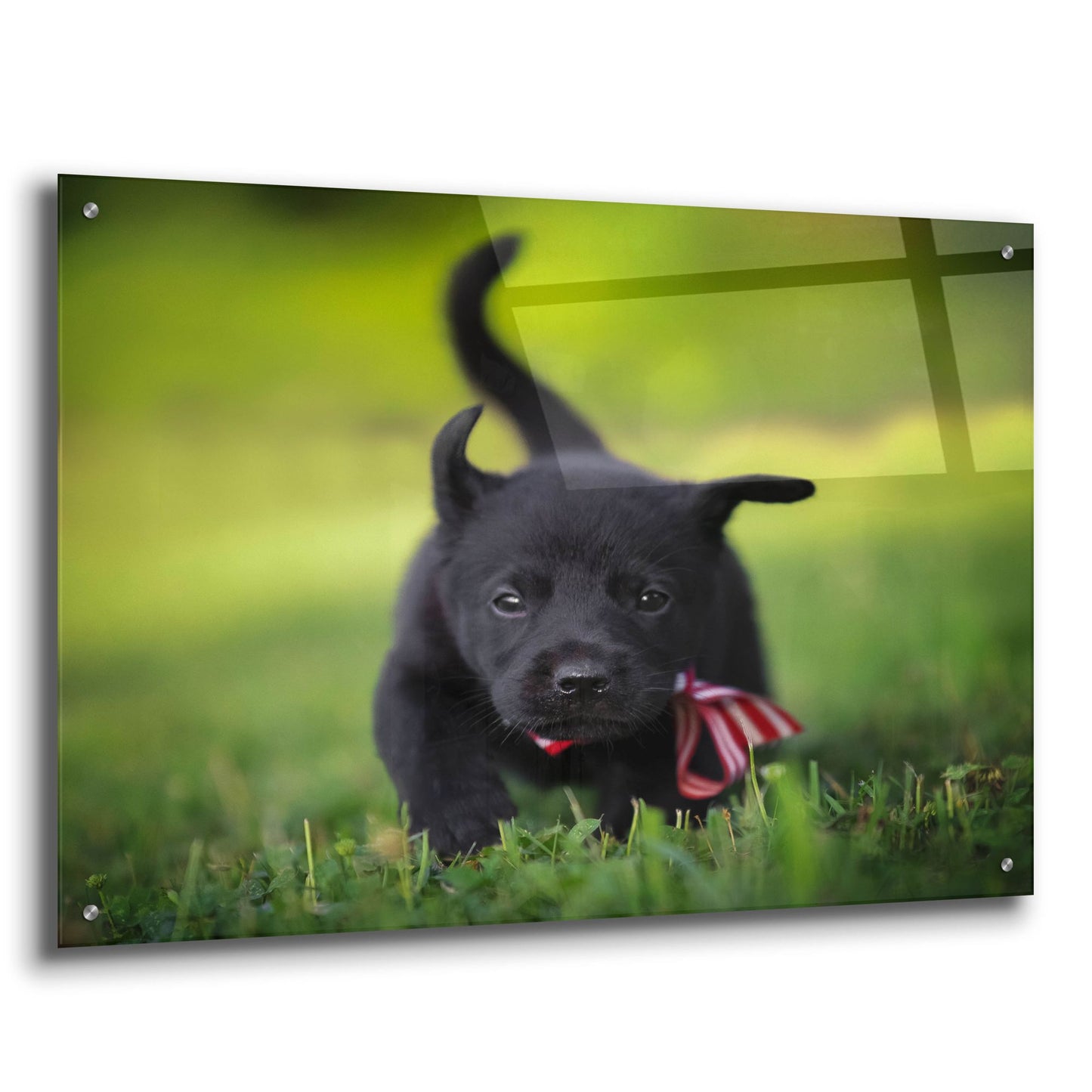 Epic Art 'Black Lab Pup 11' by Jonathan Ross, Acrylic Glass Wall Art,36x24