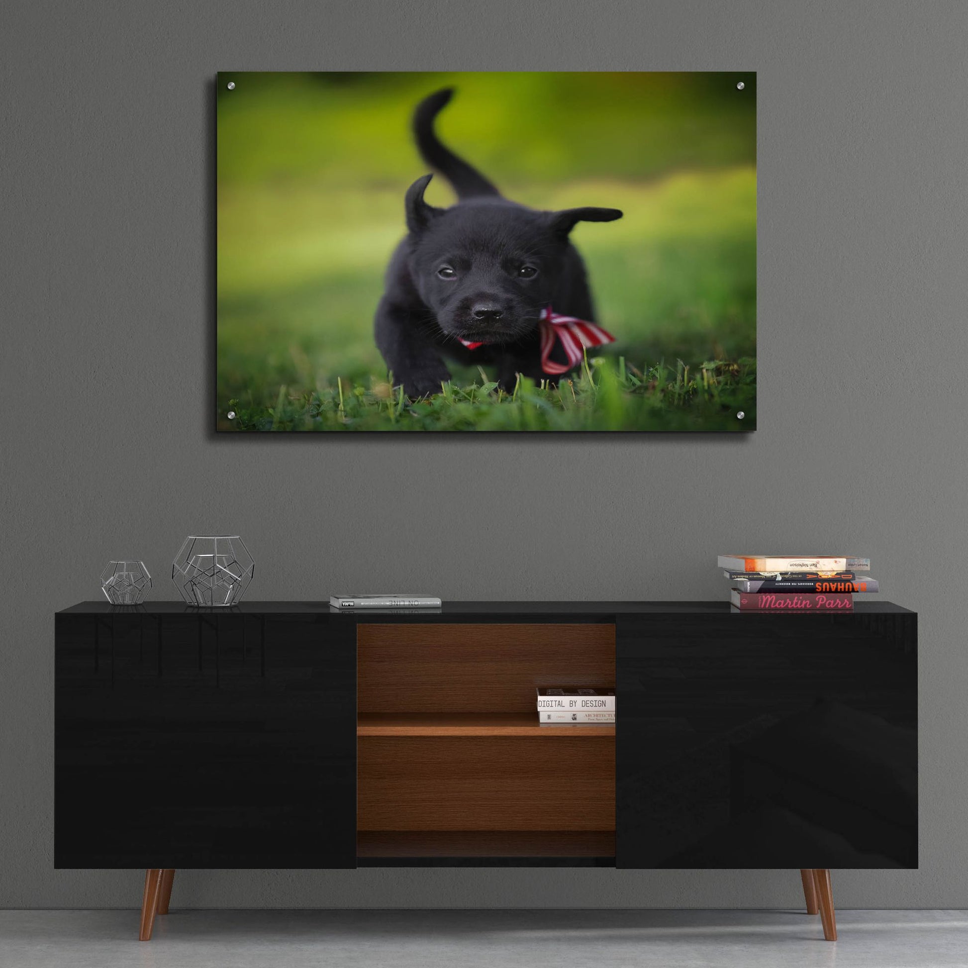 Epic Art 'Black Lab Pup 11' by Jonathan Ross, Acrylic Glass Wall Art,36x24