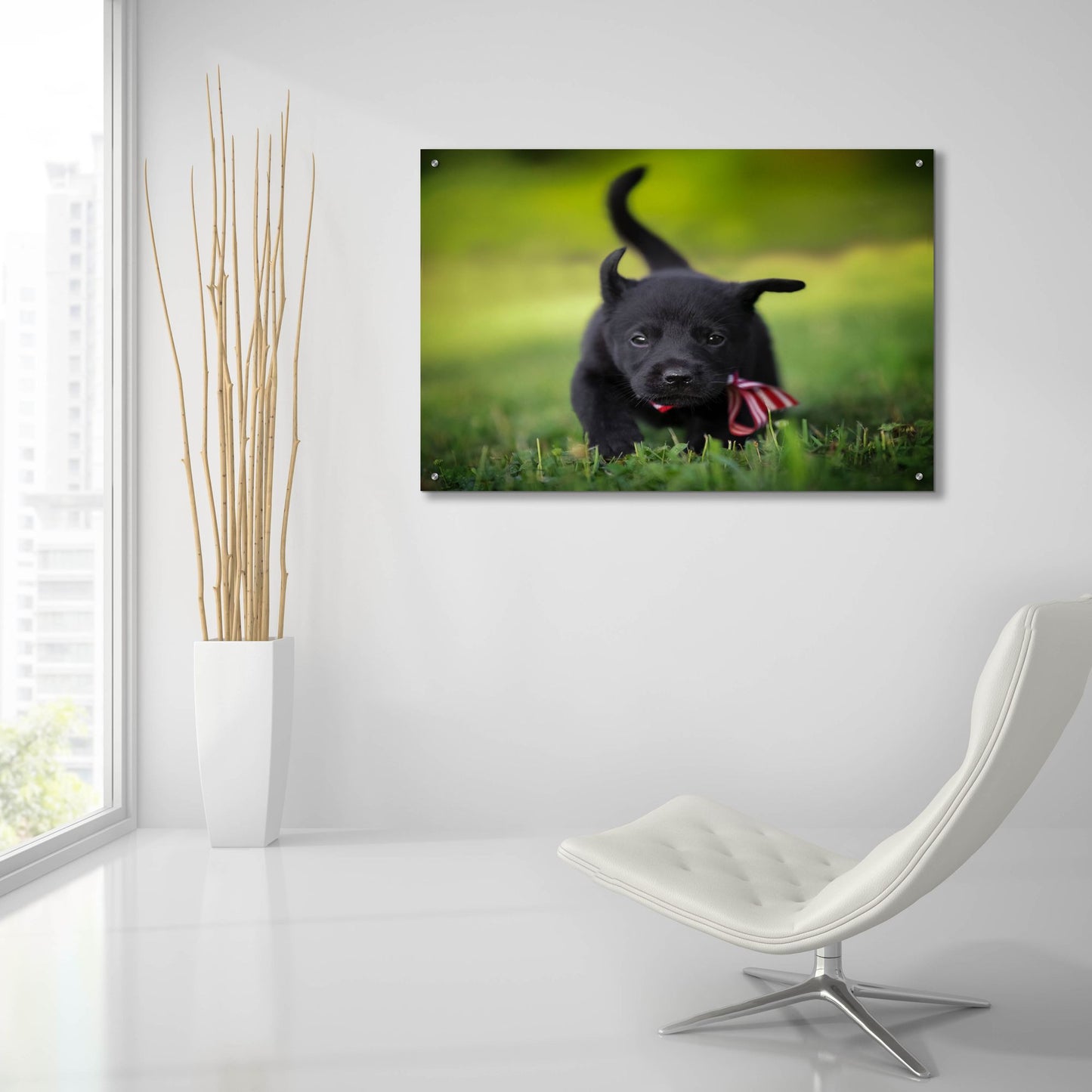 Epic Art 'Black Lab Pup 11' by Jonathan Ross, Acrylic Glass Wall Art,36x24