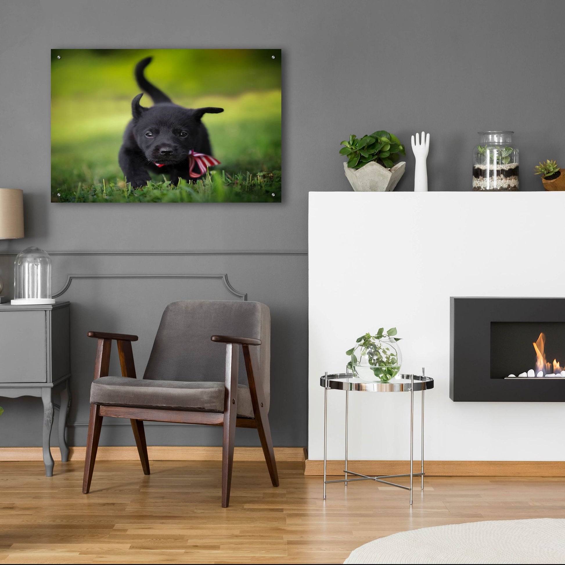 Epic Art 'Black Lab Pup 11' by Jonathan Ross, Acrylic Glass Wall Art,36x24