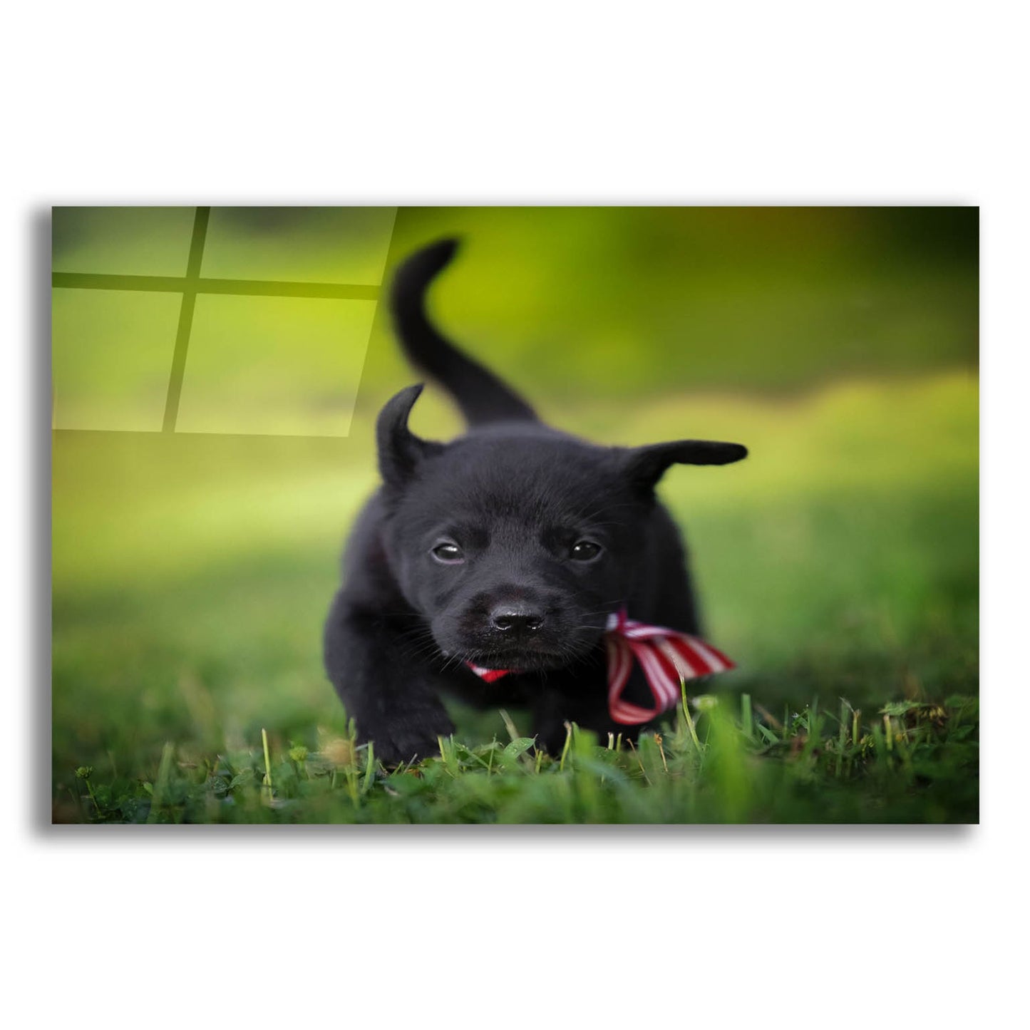Epic Art 'Black Lab Pup 11' by Jonathan Ross, Acrylic Glass Wall Art