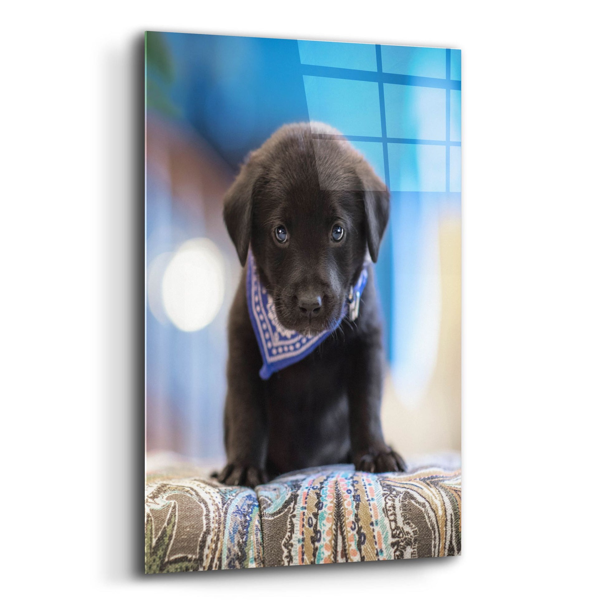 Epic Art 'Black Lab Pup 12' by Jonathan Ross, Acrylic Glass Wall Art,12x16
