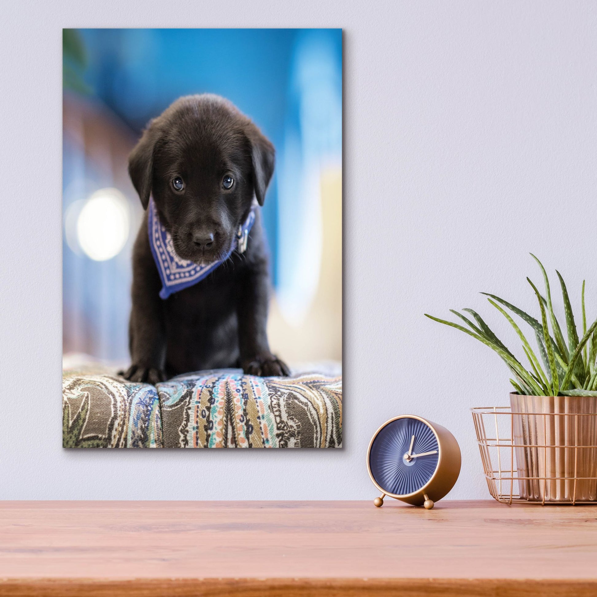 Epic Art 'Black Lab Pup 12' by Jonathan Ross, Acrylic Glass Wall Art,12x16