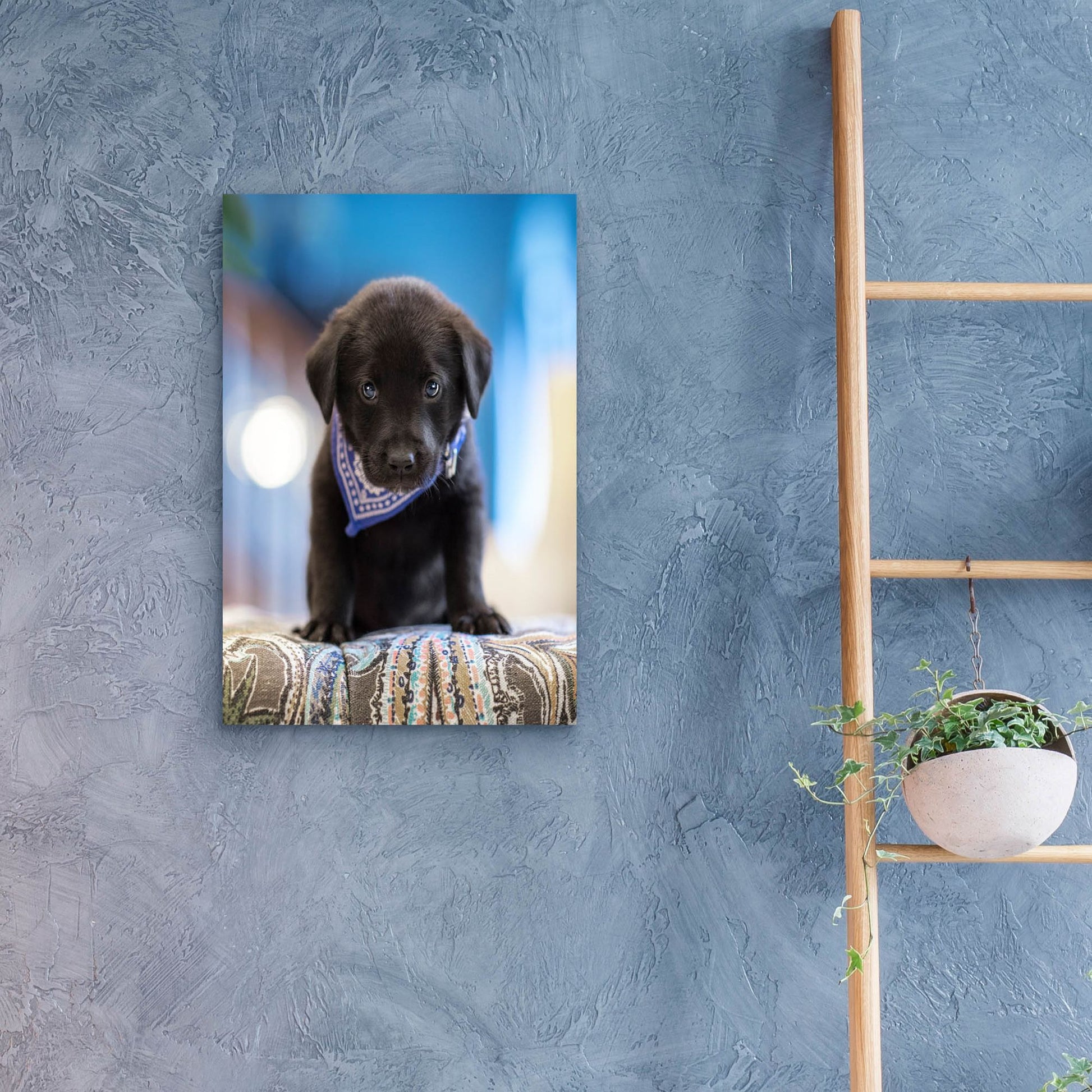 Epic Art 'Black Lab Pup 12' by Jonathan Ross, Acrylic Glass Wall Art,16x24