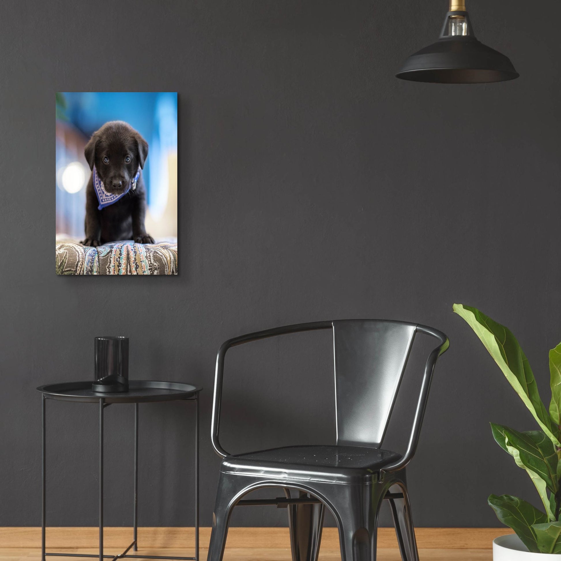 Epic Art 'Black Lab Pup 12' by Jonathan Ross, Acrylic Glass Wall Art,16x24