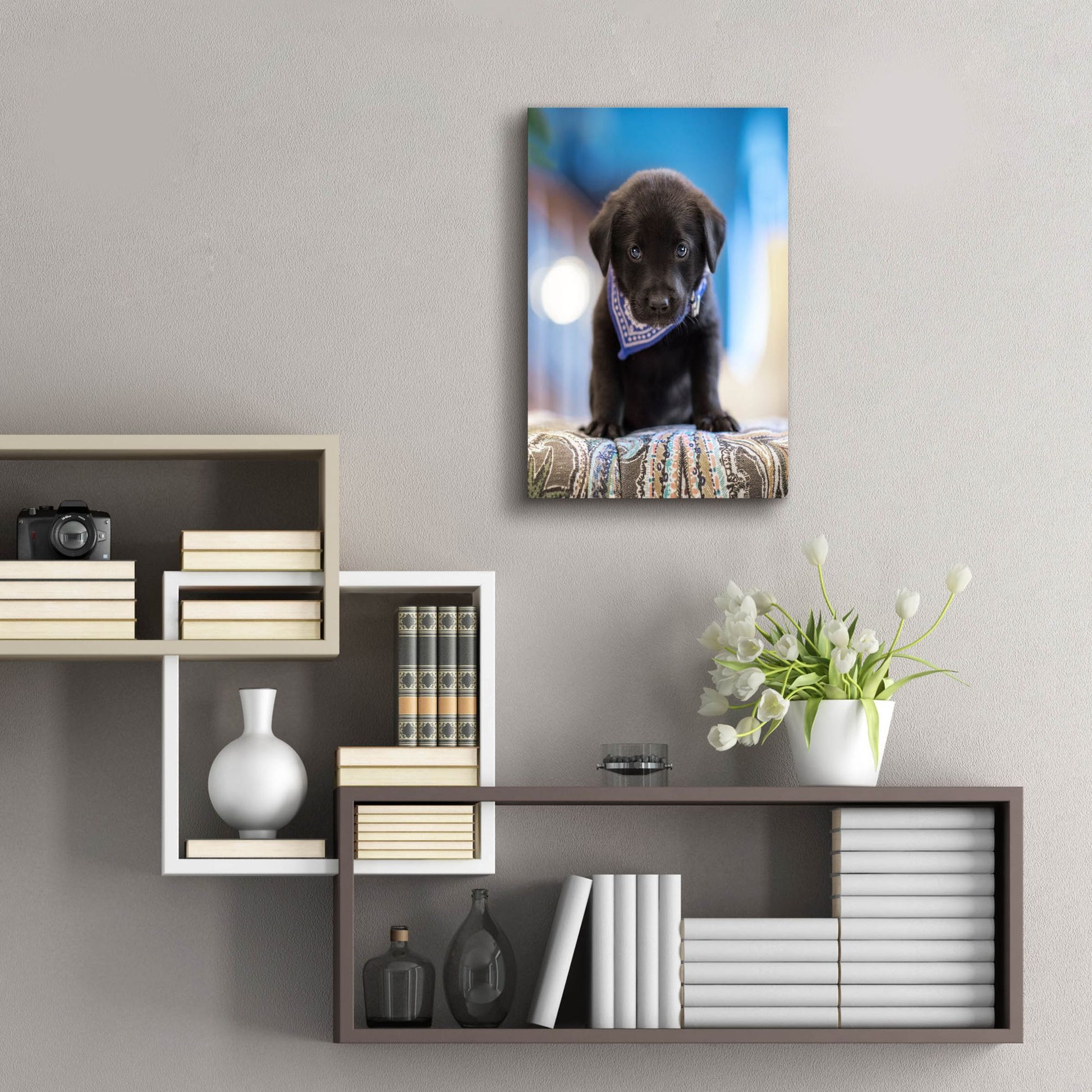 Epic Art 'Black Lab Pup 12' by Jonathan Ross, Acrylic Glass Wall Art,16x24