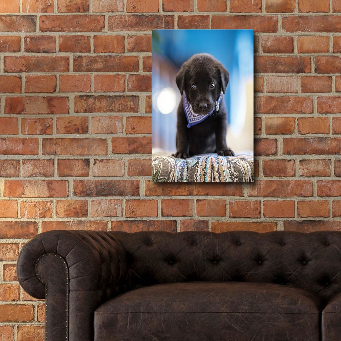 Epic Art 'Black Lab Pup 12' by Jonathan Ross, Acrylic Glass Wall Art,16x24