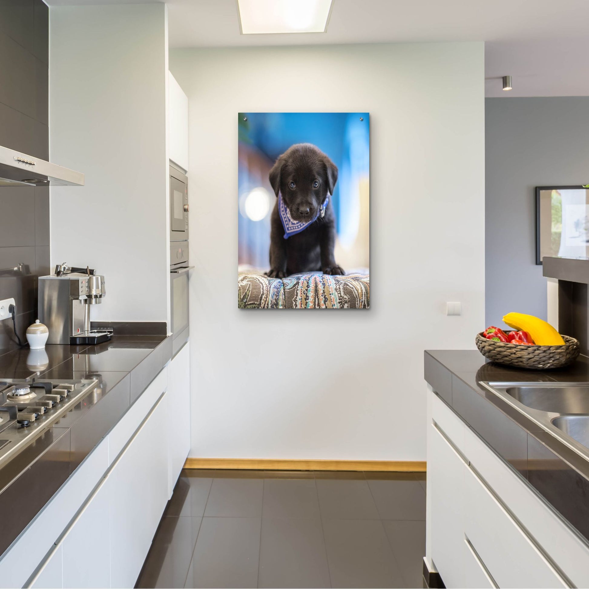 Epic Art 'Black Lab Pup 12' by Jonathan Ross, Acrylic Glass Wall Art,24x36