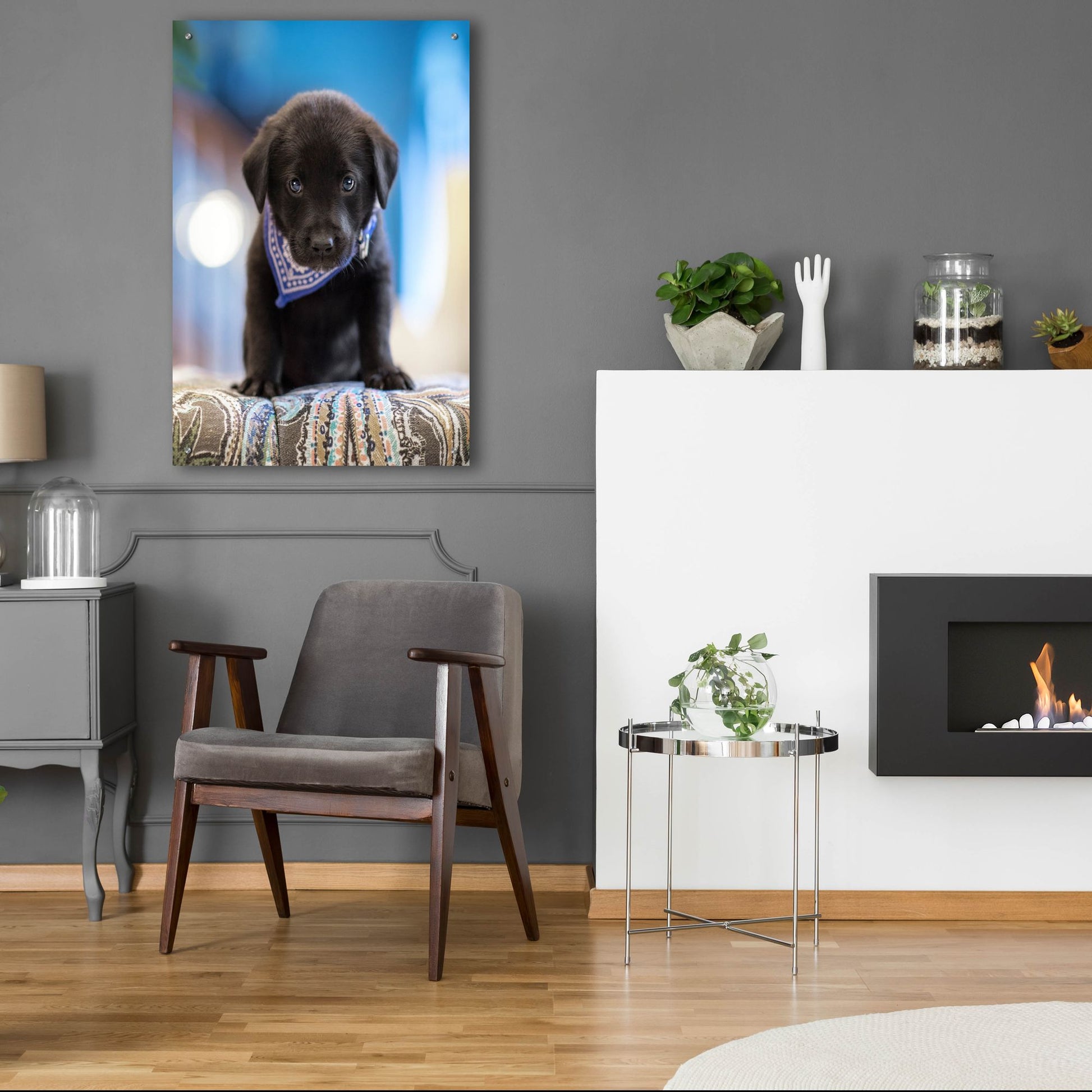 Epic Art 'Black Lab Pup 12' by Jonathan Ross, Acrylic Glass Wall Art,24x36