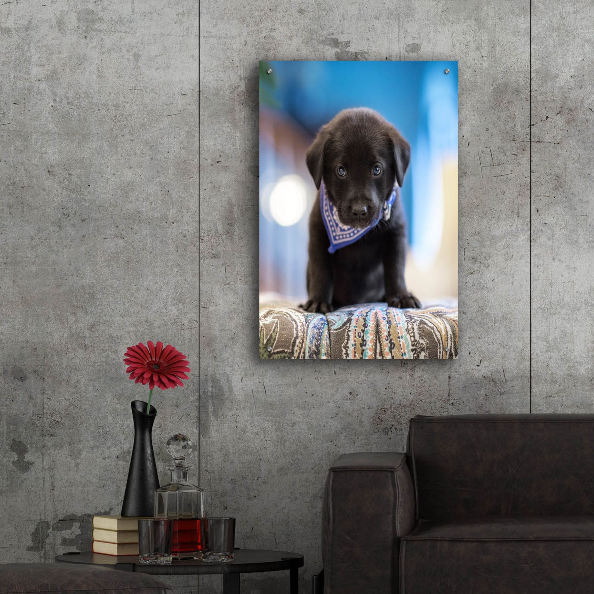 Epic Art 'Black Lab Pup 12' by Jonathan Ross, Acrylic Glass Wall Art,24x36
