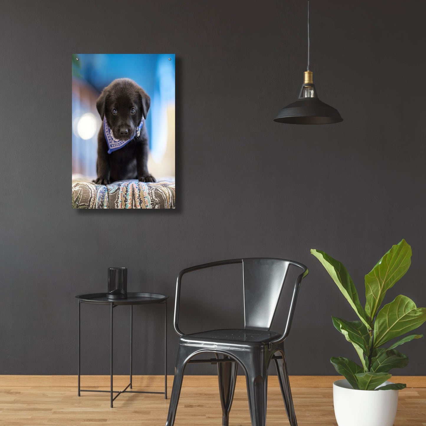 Epic Art 'Black Lab Pup 12' by Jonathan Ross, Acrylic Glass Wall Art,24x36