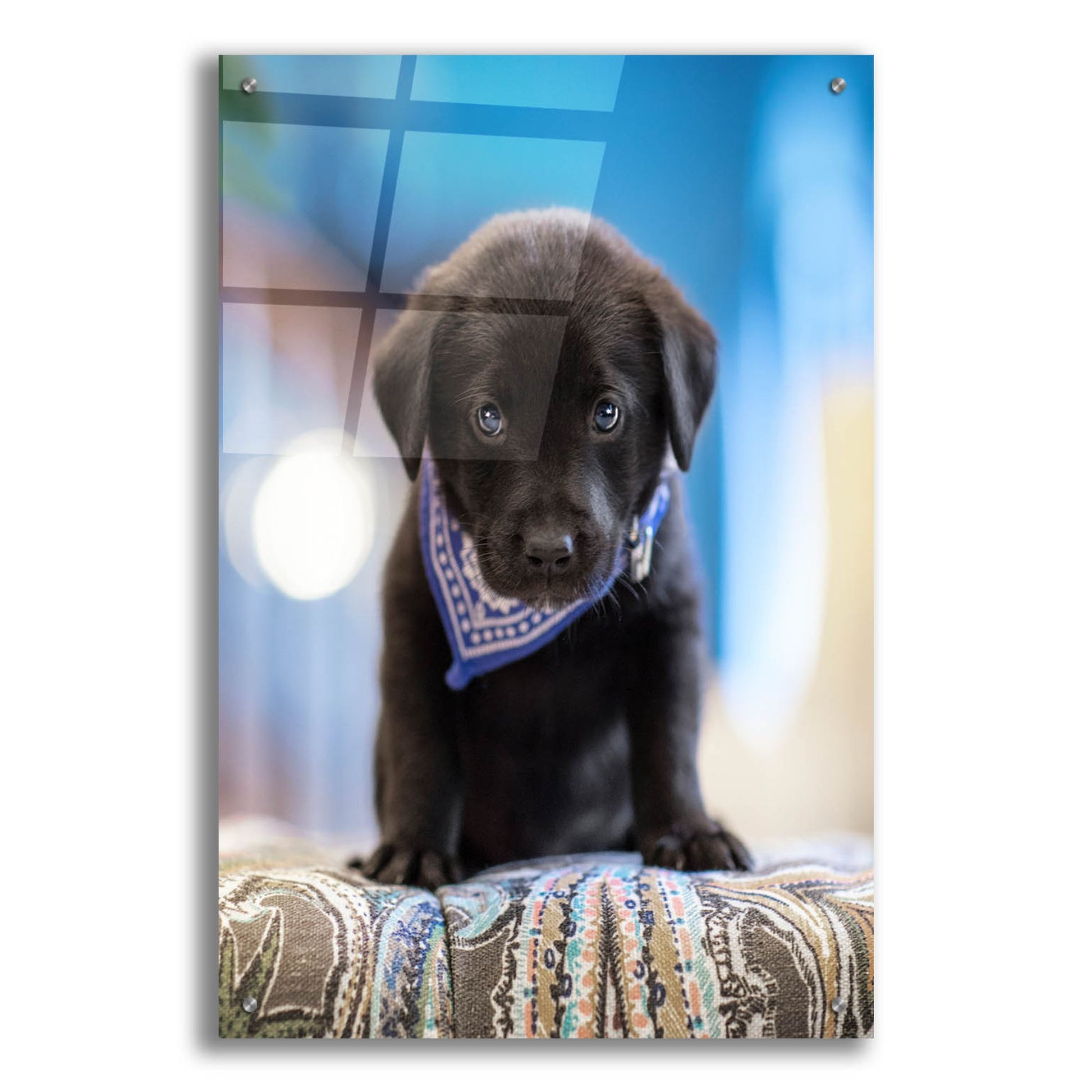 Epic Art 'Black Lab Pup 12' by Jonathan Ross, Acrylic Glass Wall Art,24x36