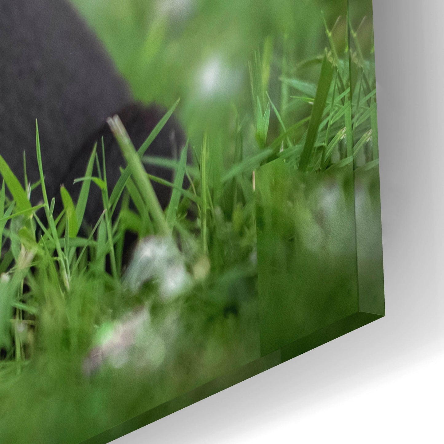 Epic Art 'Black Lab Pup 13' by Jonathan Ross, Acrylic Glass Wall Art,16x12