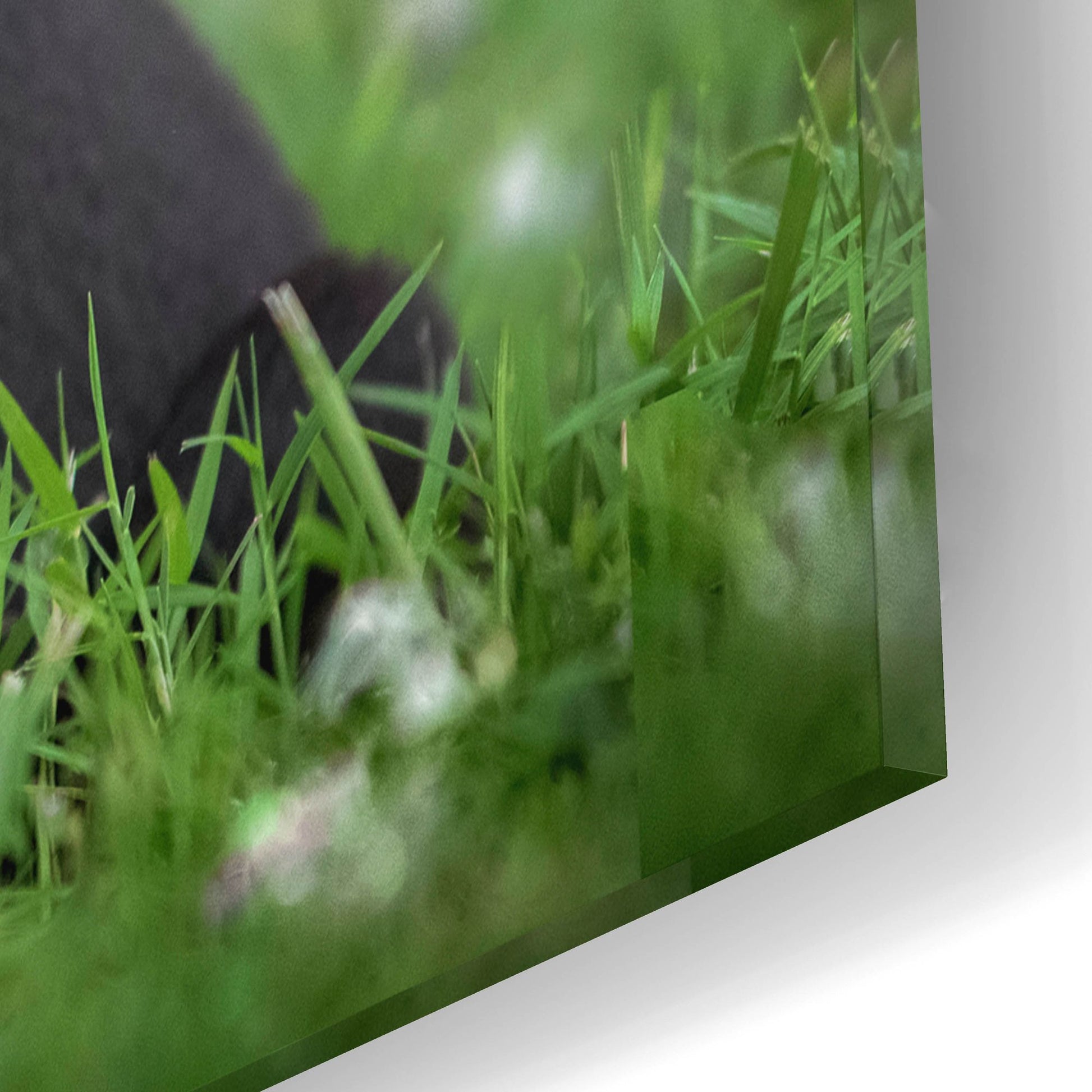 Epic Art 'Black Lab Pup 13' by Jonathan Ross, Acrylic Glass Wall Art,16x12