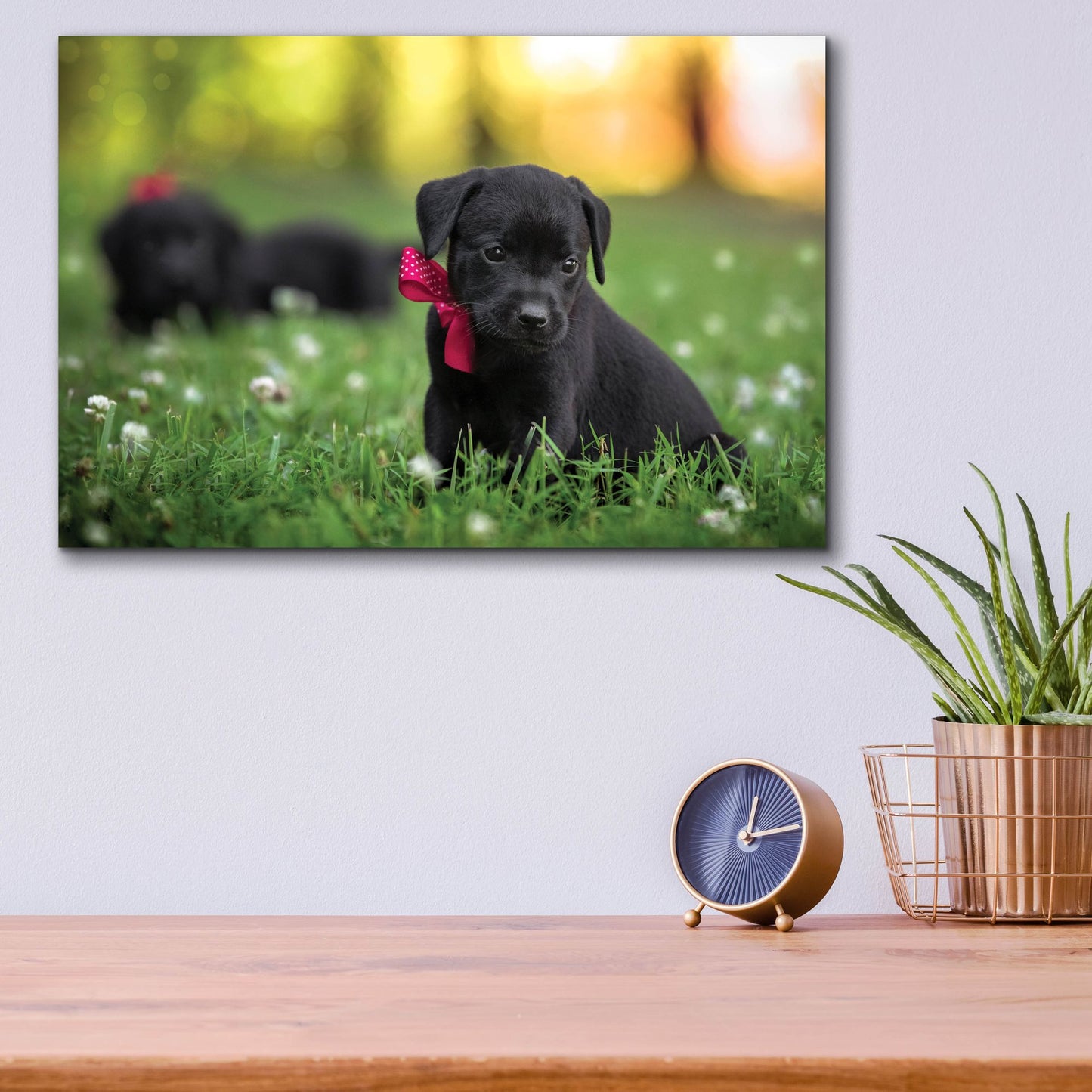 Epic Art 'Black Lab Pup 13' by Jonathan Ross, Acrylic Glass Wall Art,16x12