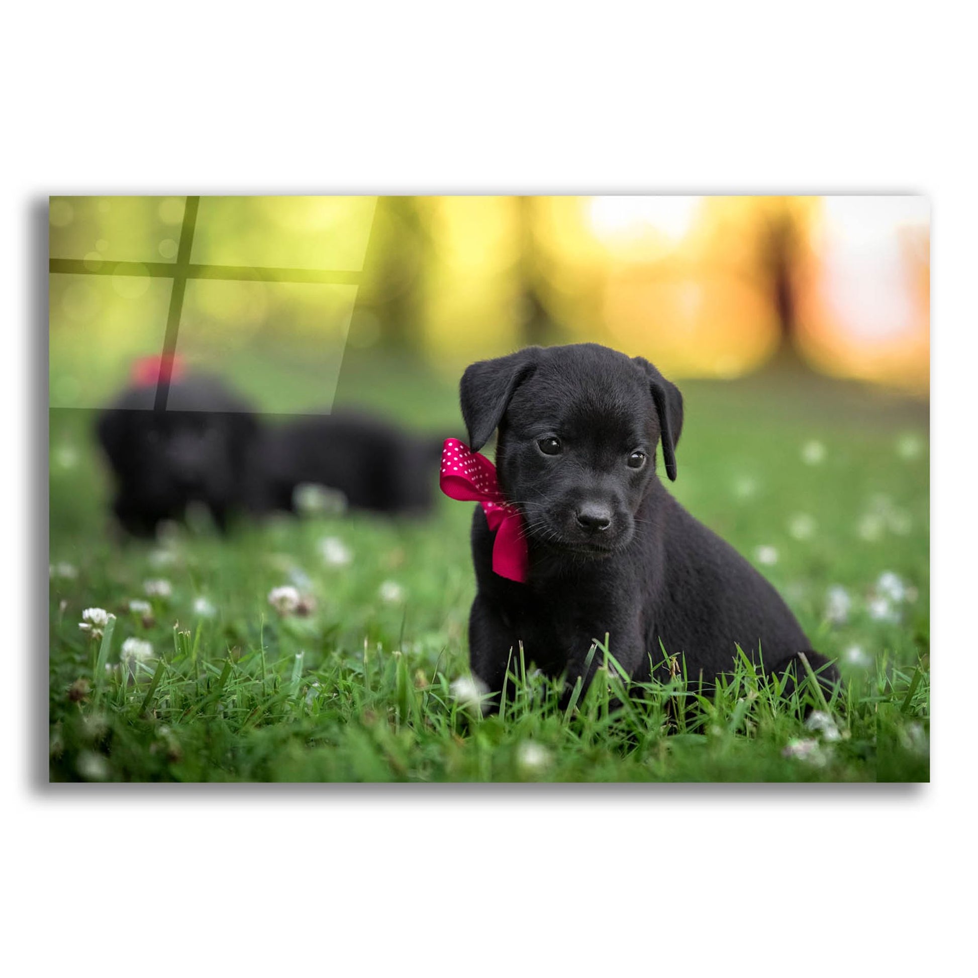 Epic Art 'Black Lab Pup 13' by Jonathan Ross, Acrylic Glass Wall Art,16x12