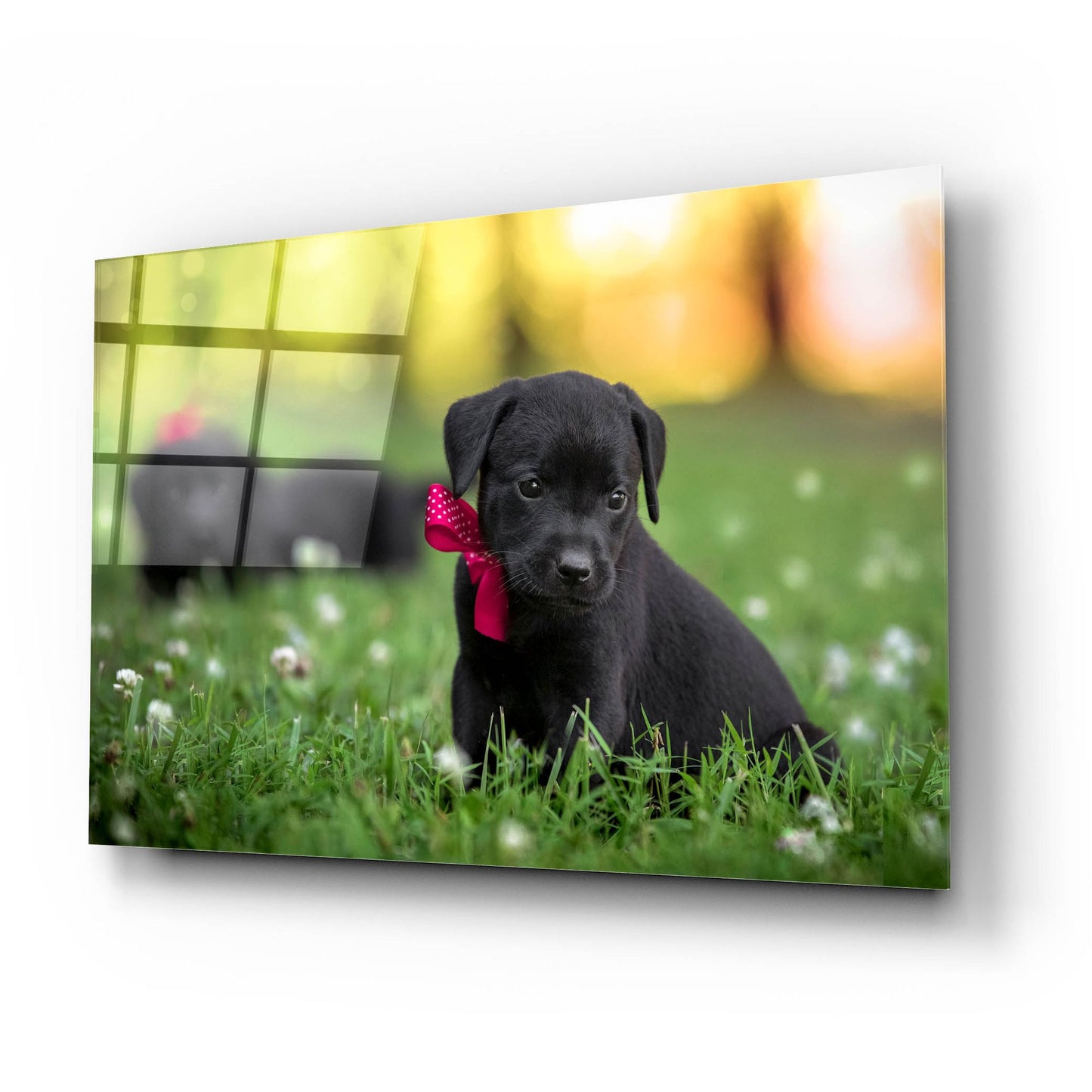 Epic Art 'Black Lab Pup 13' by Jonathan Ross, Acrylic Glass Wall Art,24x16