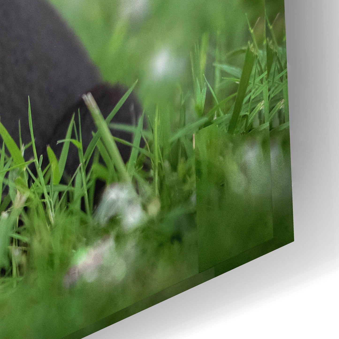 Epic Art 'Black Lab Pup 13' by Jonathan Ross, Acrylic Glass Wall Art,24x16