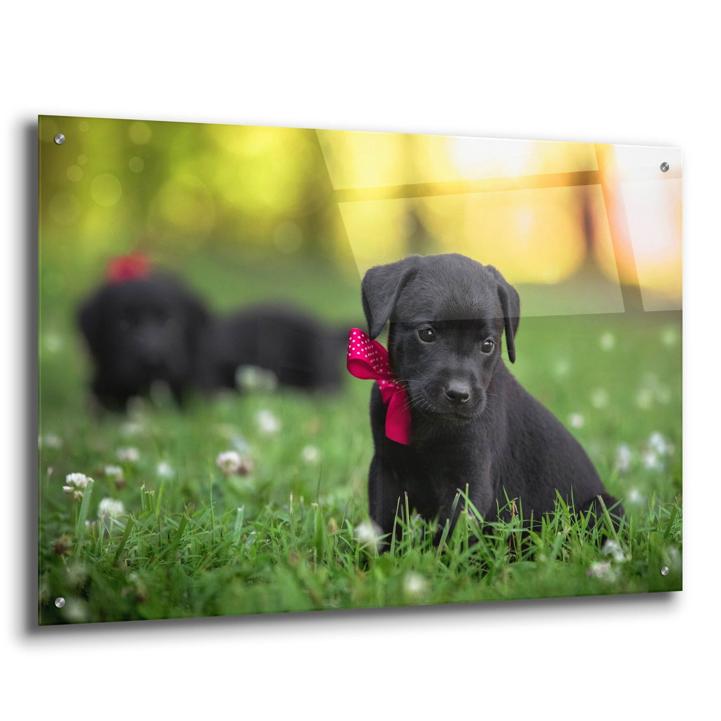 Epic Art 'Black Lab Pup 13' by Jonathan Ross, Acrylic Glass Wall Art,36x24