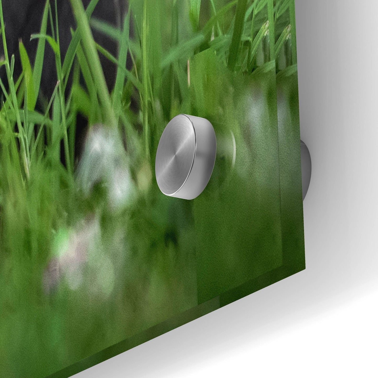 Epic Art 'Black Lab Pup 13' by Jonathan Ross, Acrylic Glass Wall Art,36x24