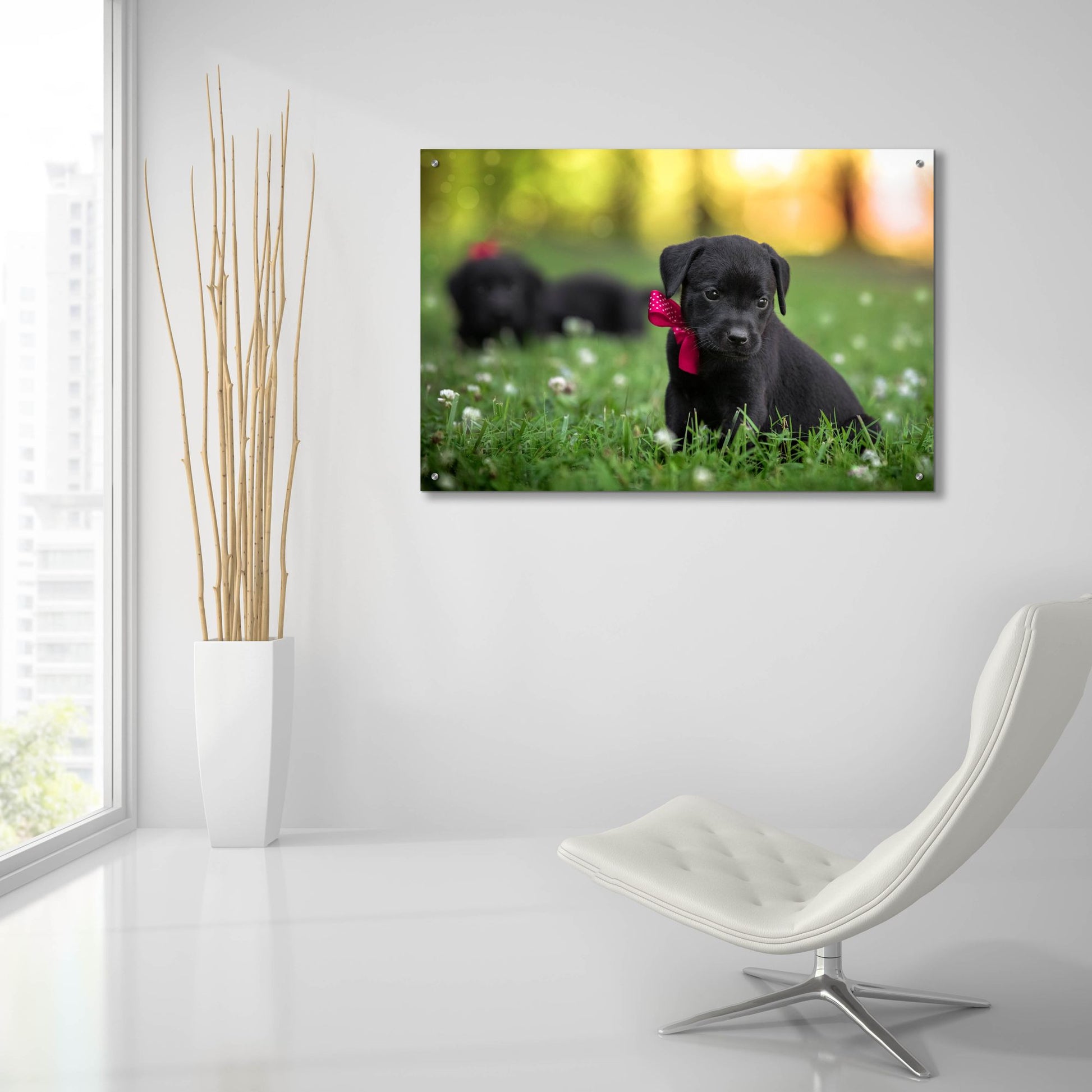 Epic Art 'Black Lab Pup 13' by Jonathan Ross, Acrylic Glass Wall Art,36x24